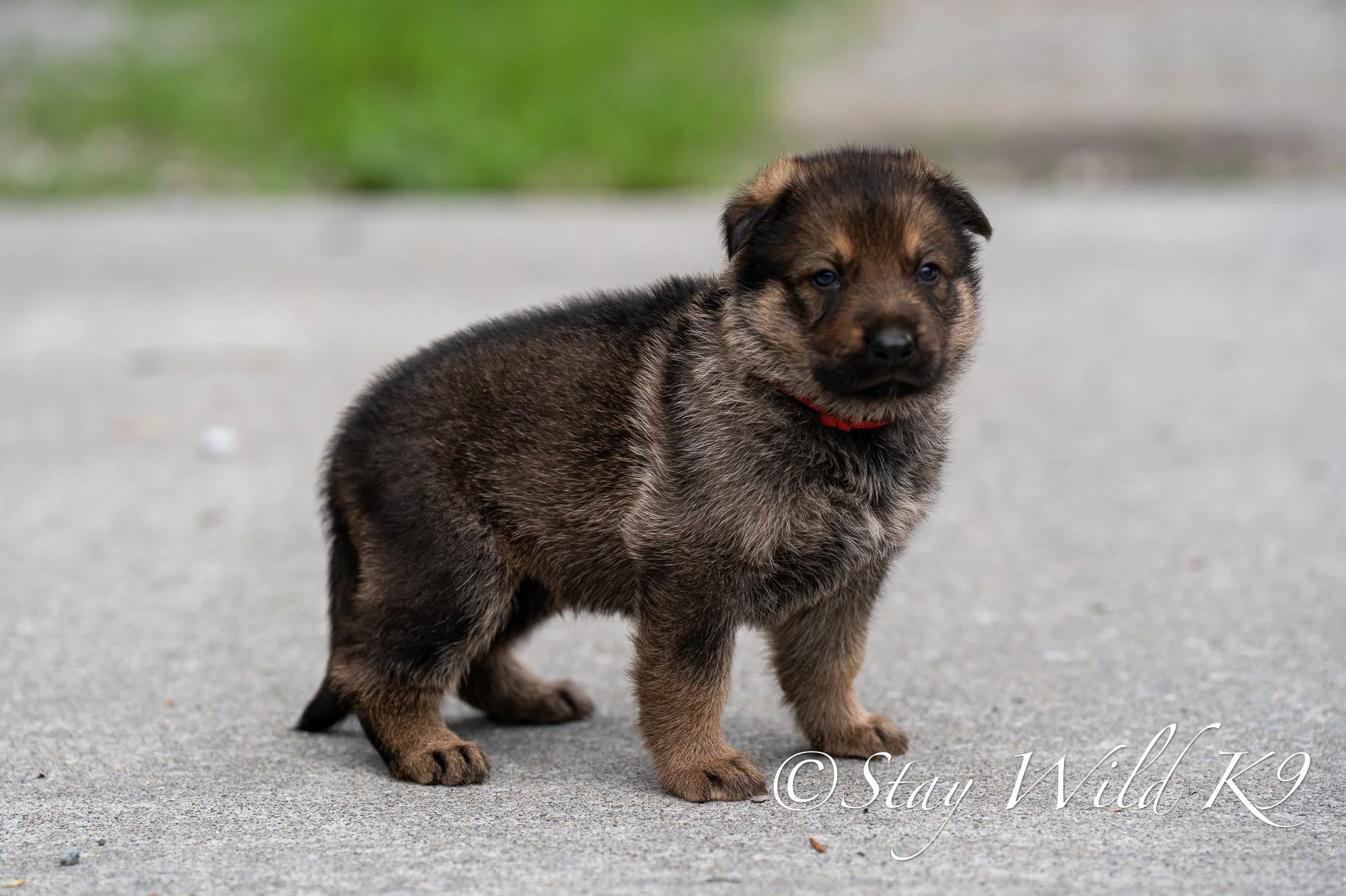 REDPLitter-4Weeks-41.jpg