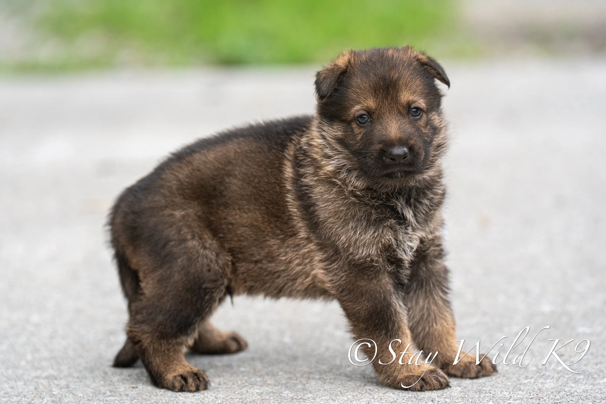 GREENPLitter-4Weeks-46.jpg