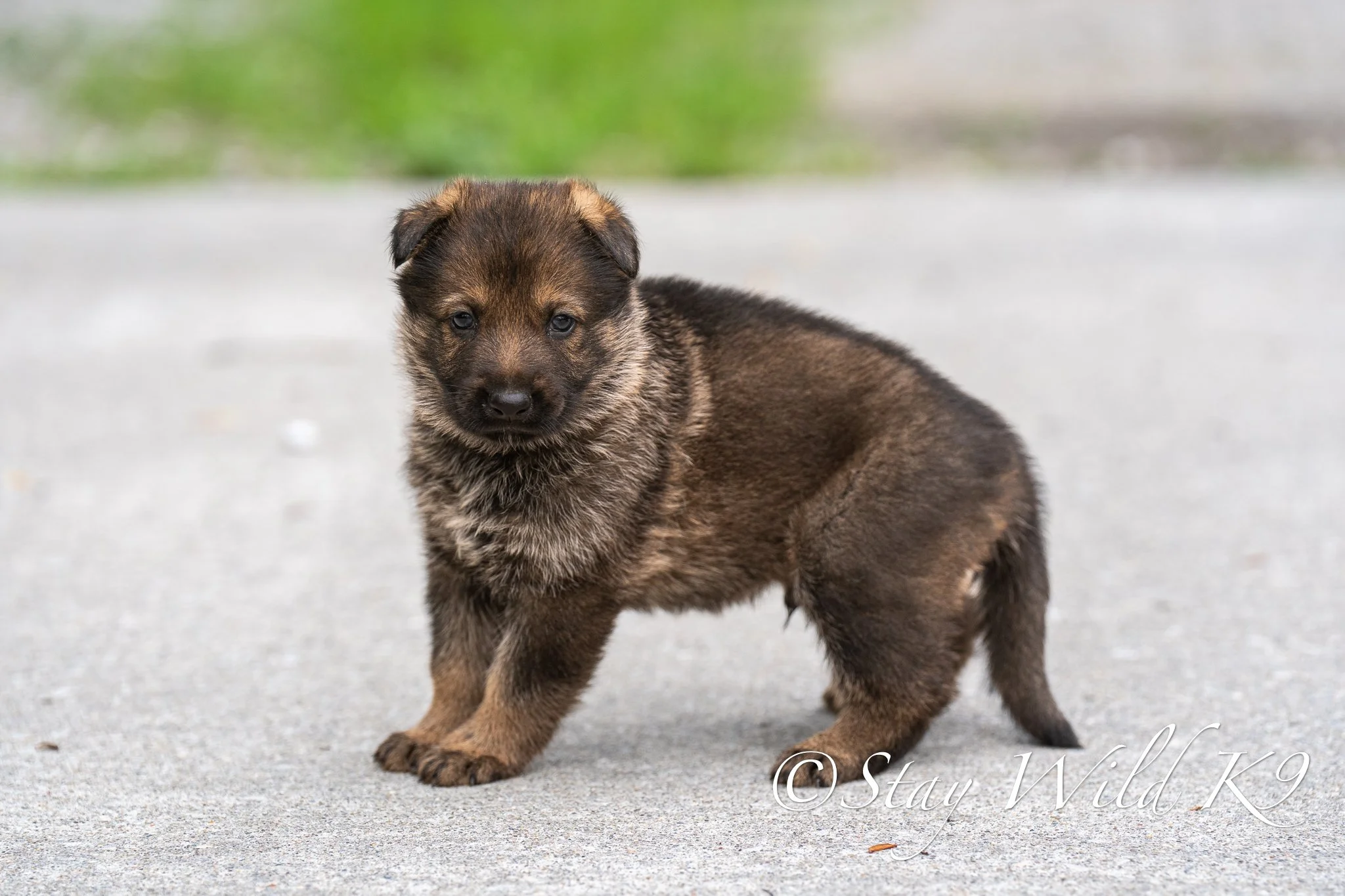 GREENPLitter-4Weeks-45.jpg
