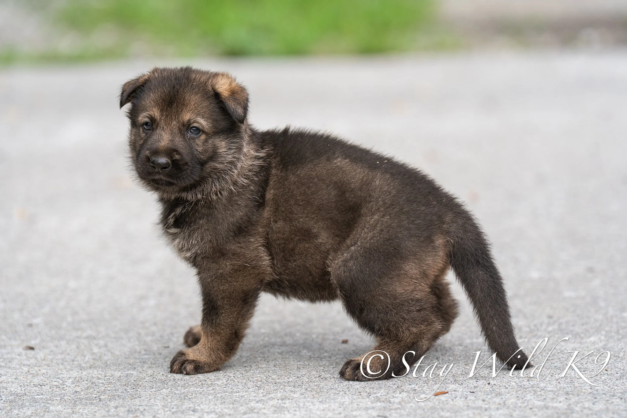 PURPLEPLitter-4Weeks-48.jpg