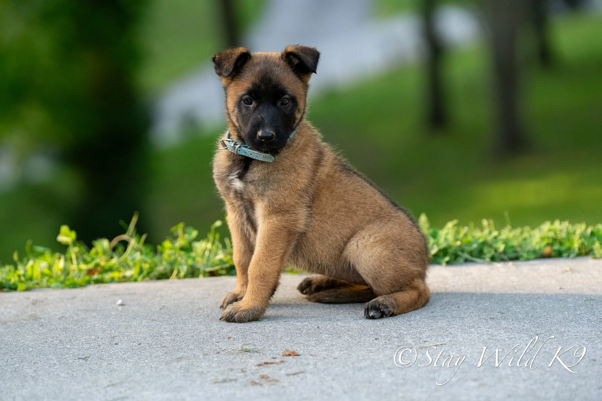 BLUE O Litter - 6 Weeks.jpg