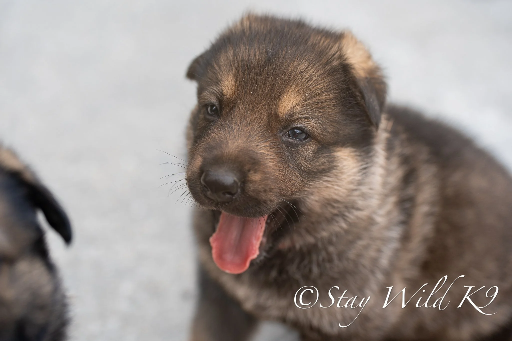 REDPLitter-4Weeks-51.jpg