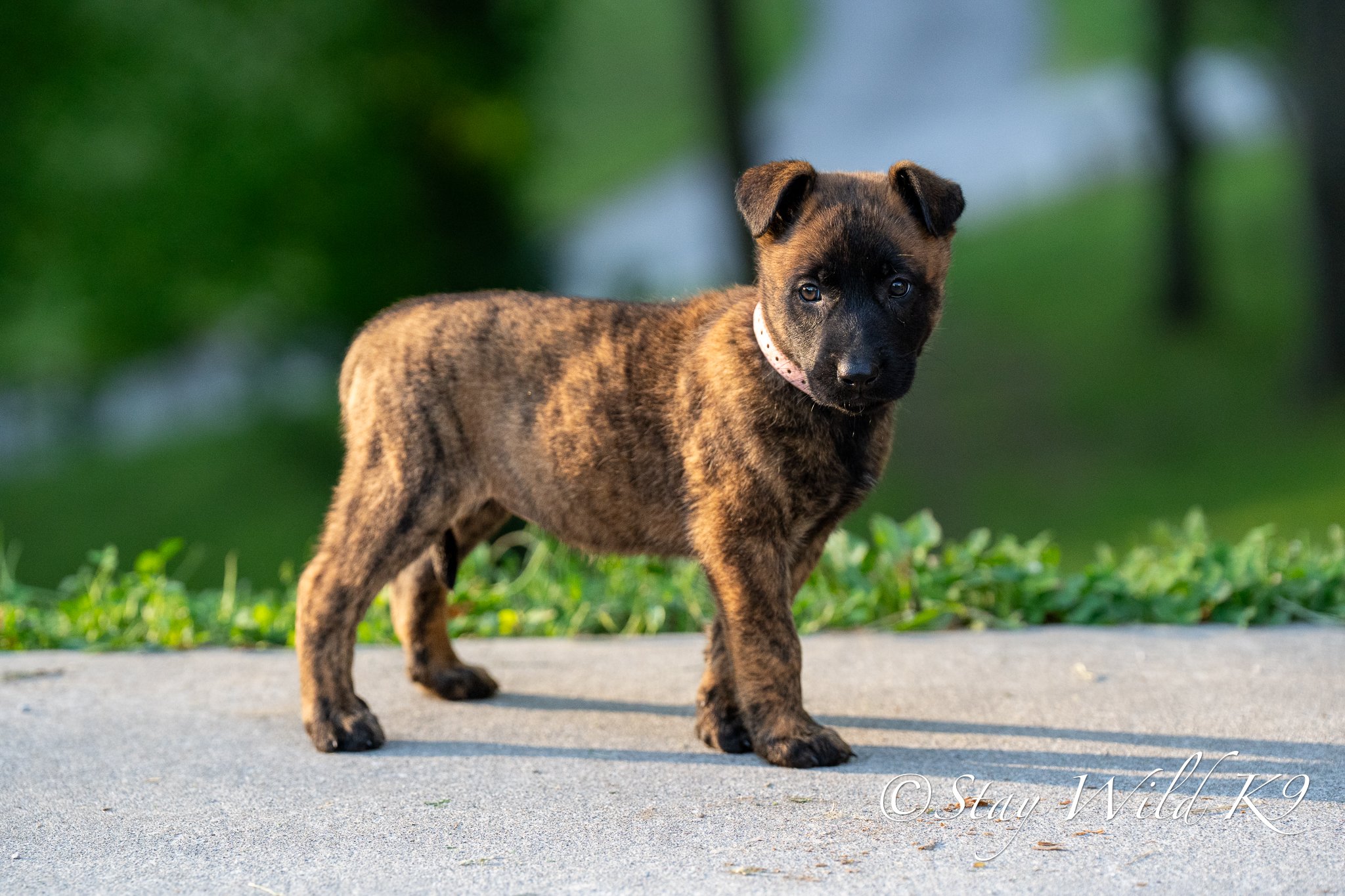 PINK O Litter - 6 Weeks.jpg