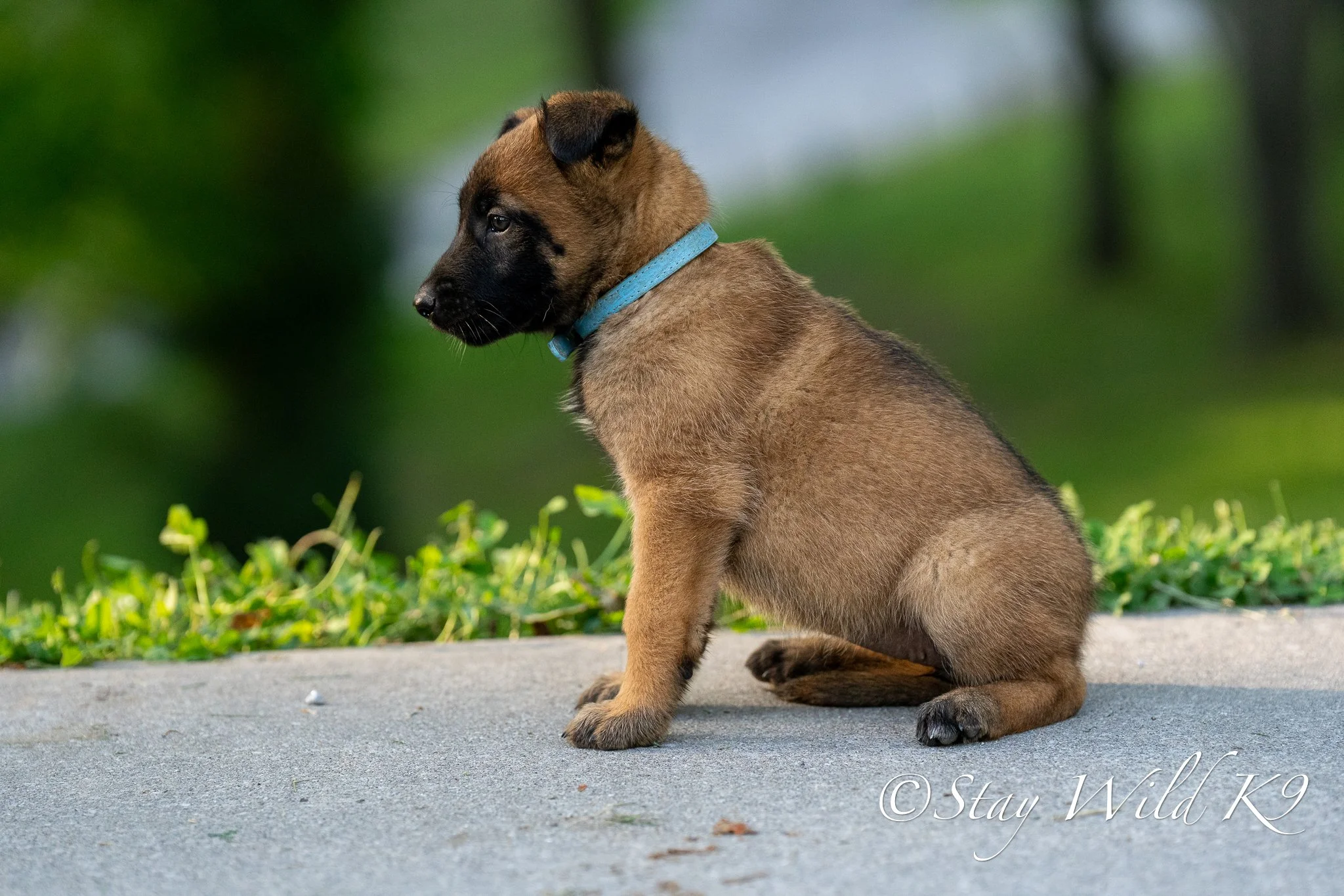 BLUE O Litter - 6 Weeks.jpg