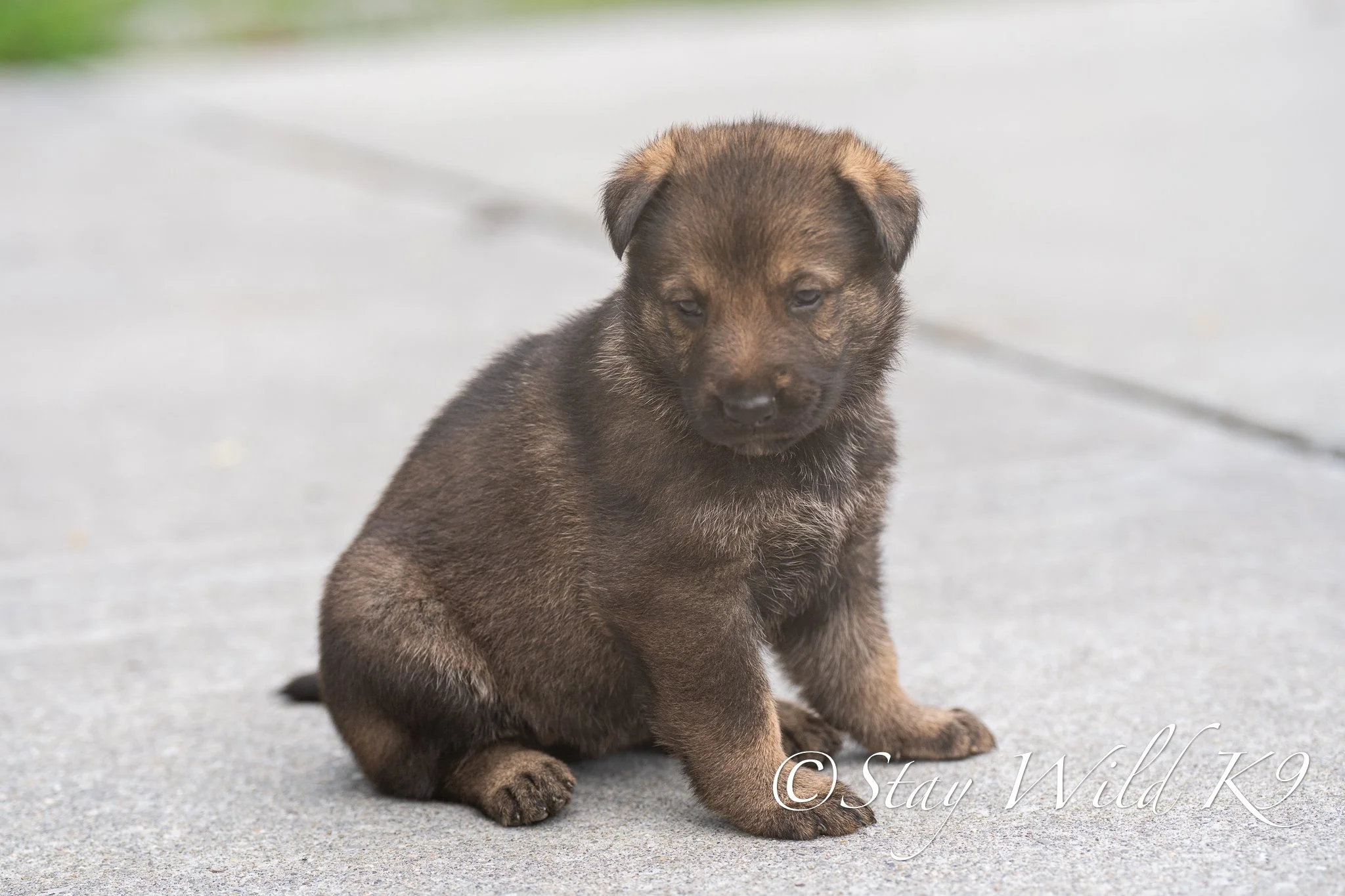 ORANGEPLitter-4Weeks-57.jpg