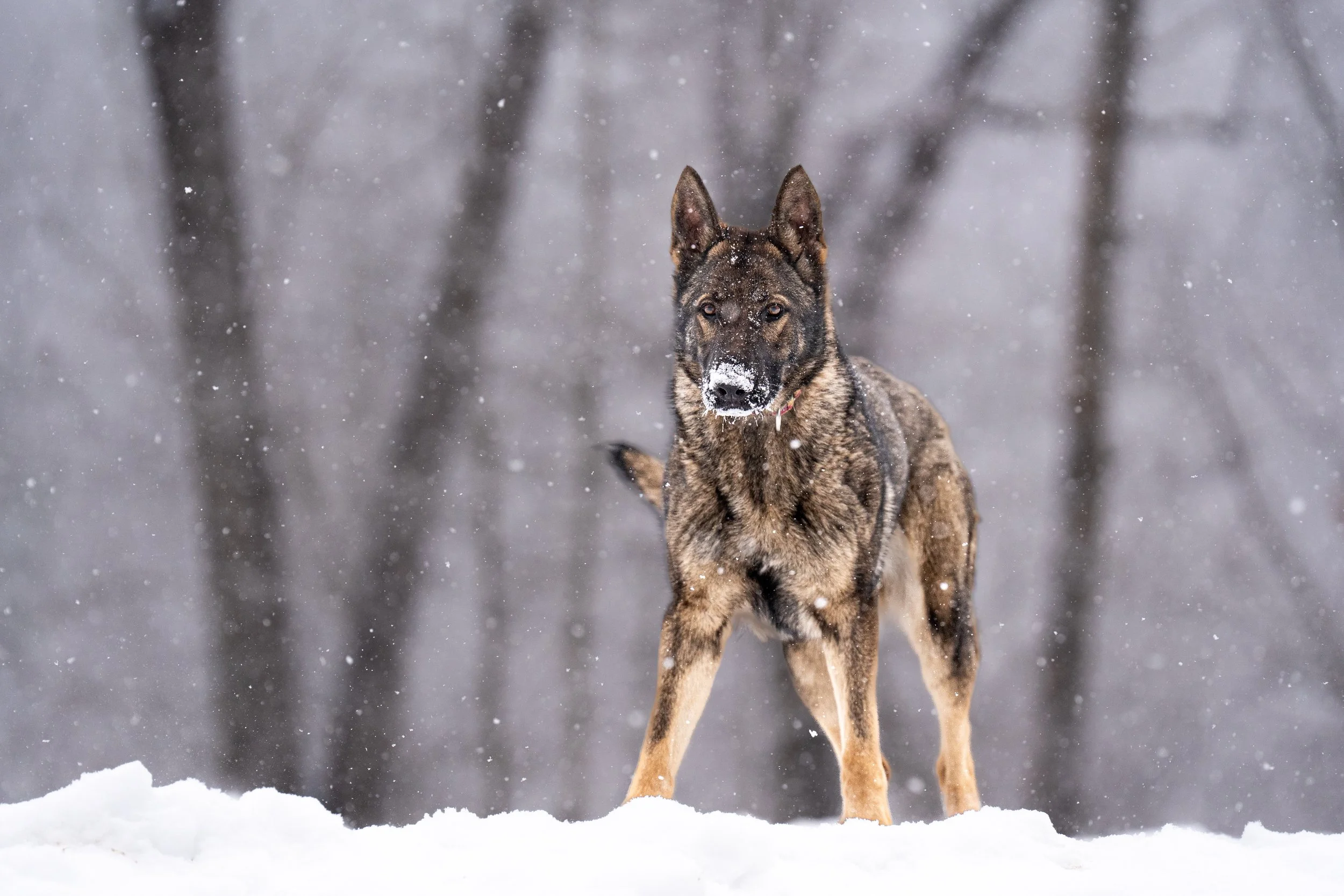 A German Shepherd puppy laying on a dog bed with a green plush dragon toy, holding the toy in its mouth, inside a living room with wooden floors and brown leather couches.