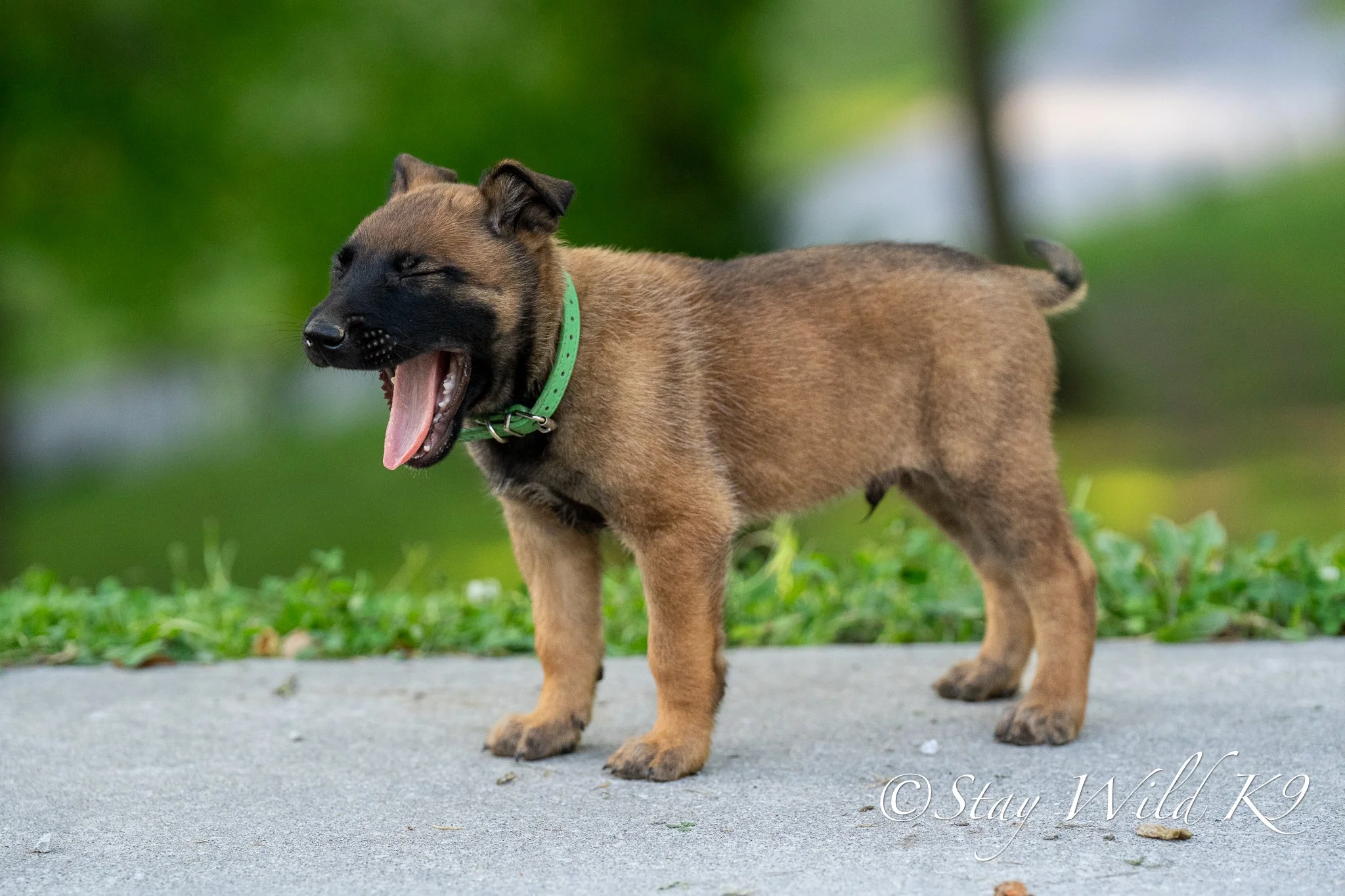 GREEN O Litter - 6 Weeks.jpg