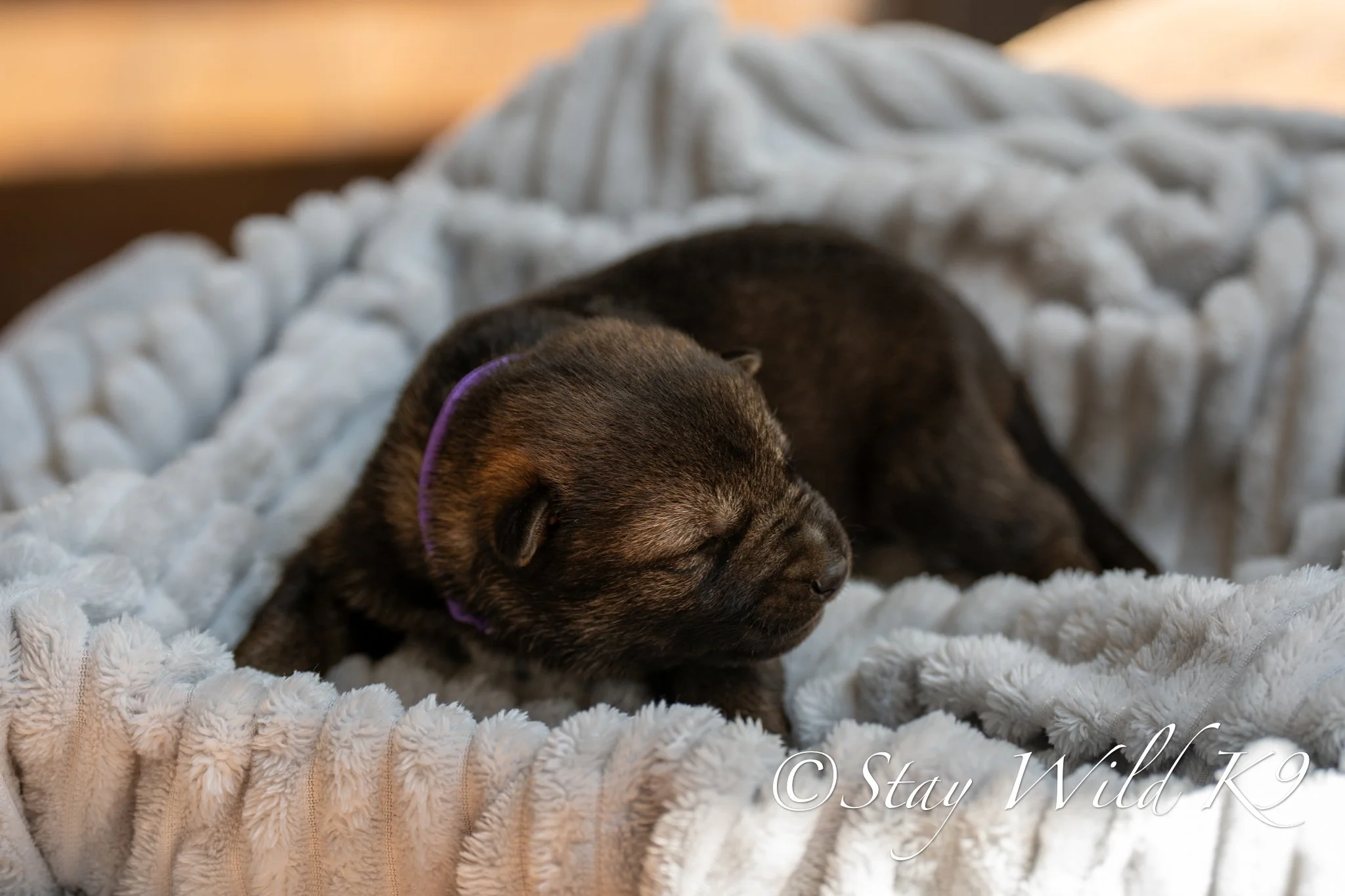 PLitter1.5Weeks-27.jpg