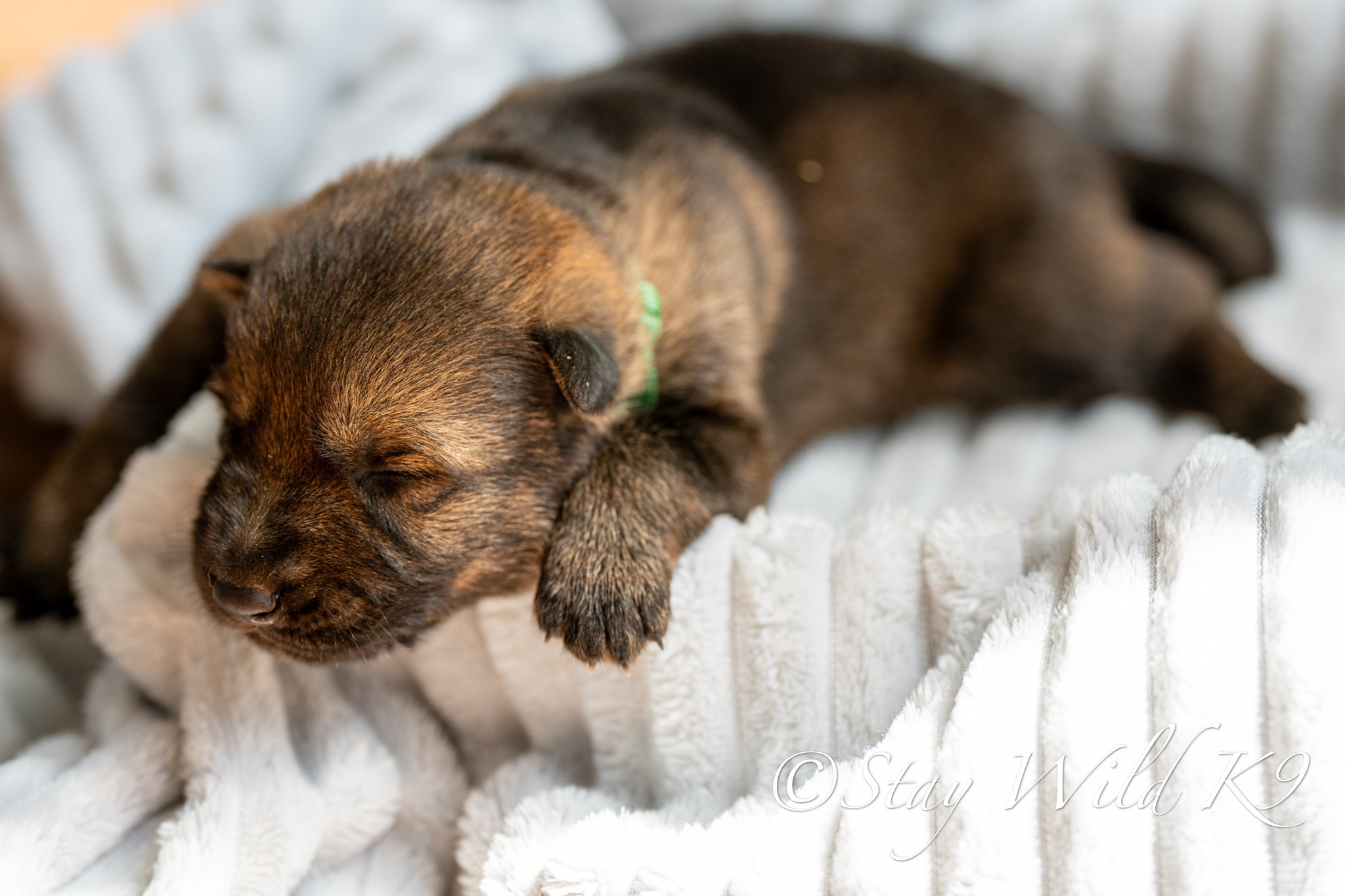 PLitter1.5Weeks-33.jpg