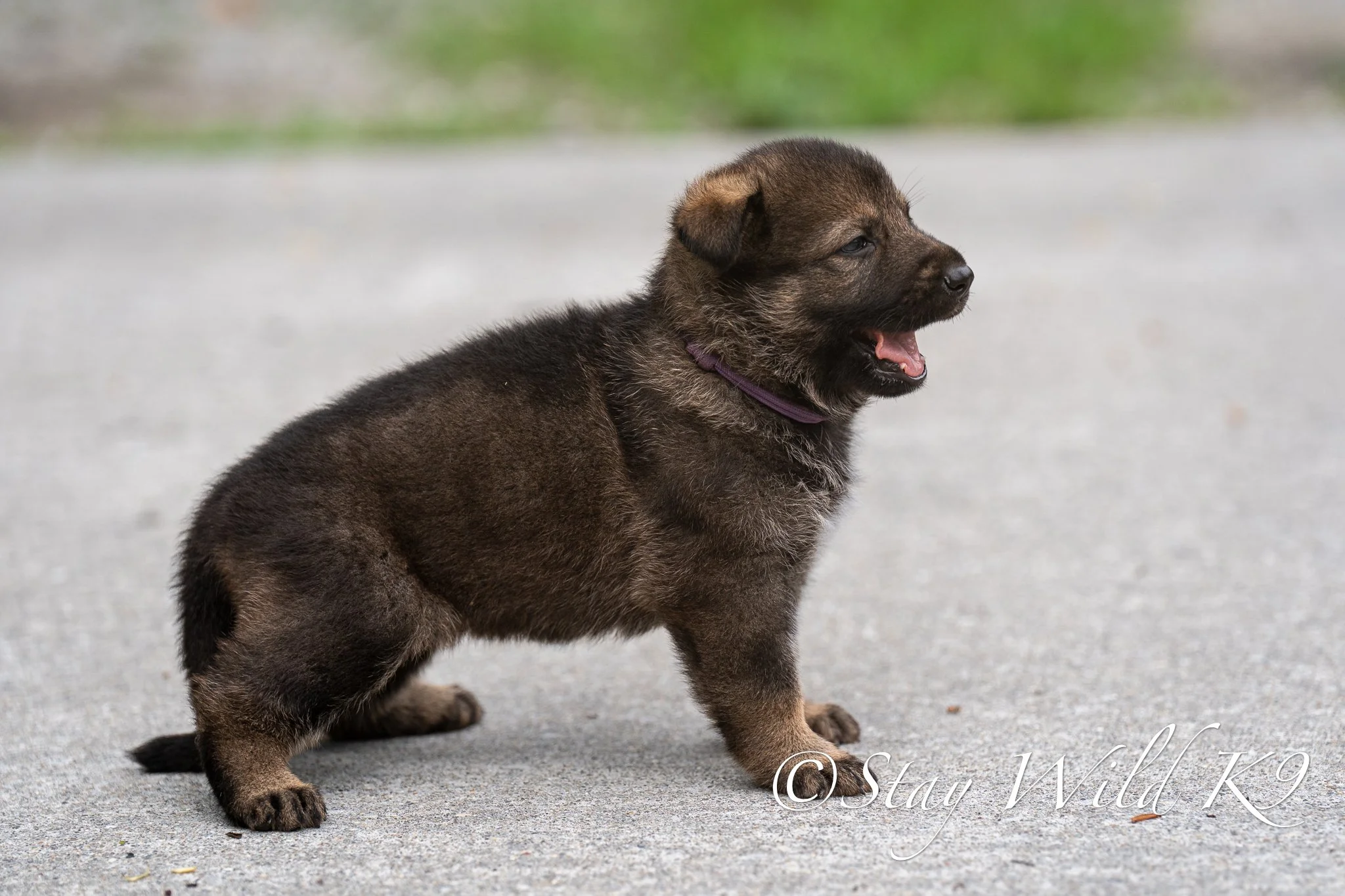 PURPLEPLitter-4Weeks-49.jpg