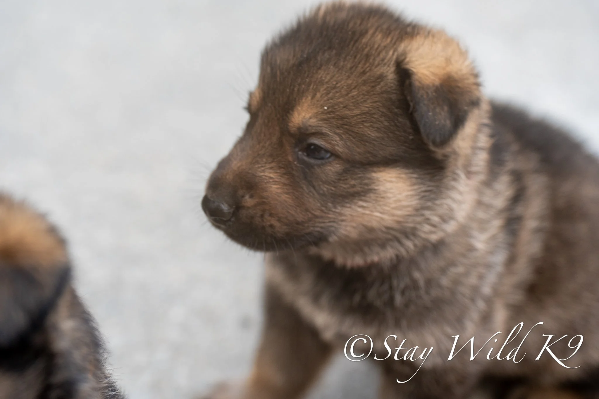 REDPLitter-4Weeks-52.jpg