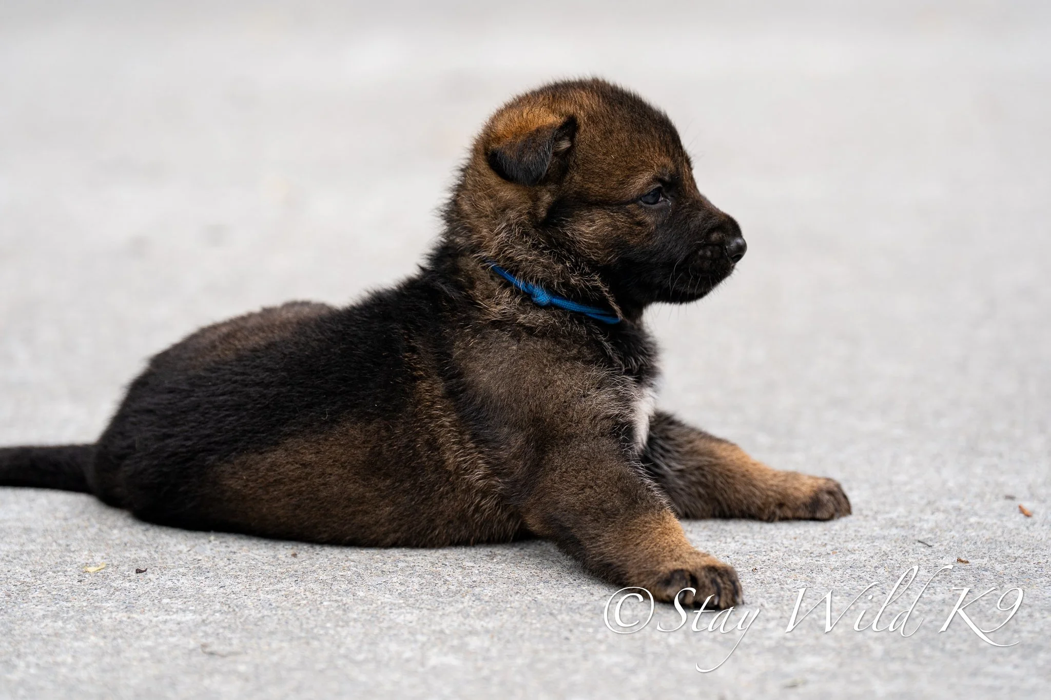 BLUEPLitter-4Weeks-62.jpg