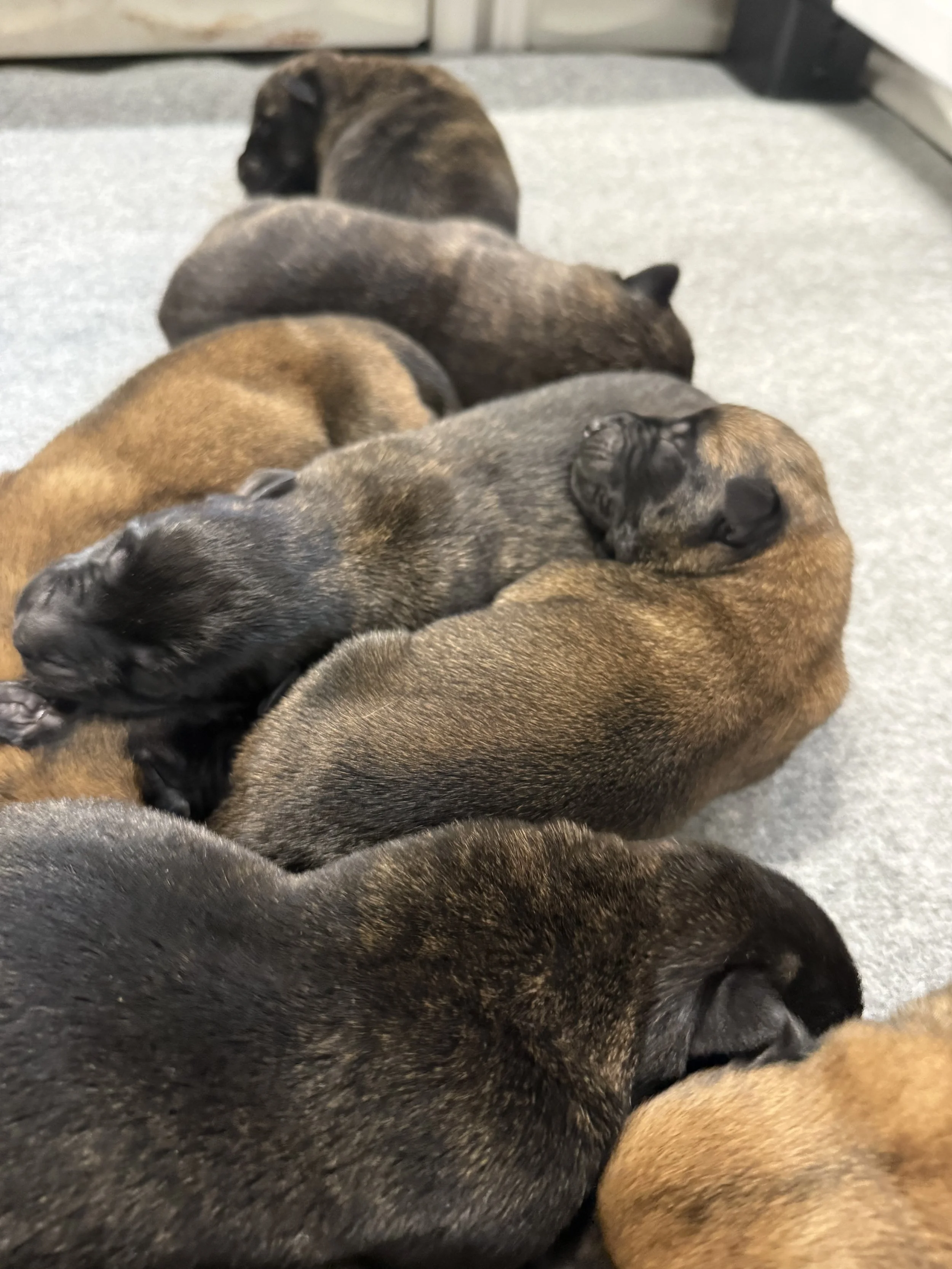 A brindle-coated dog with a muscular build and pointed ears sitting on grass in a park with trees in the background.