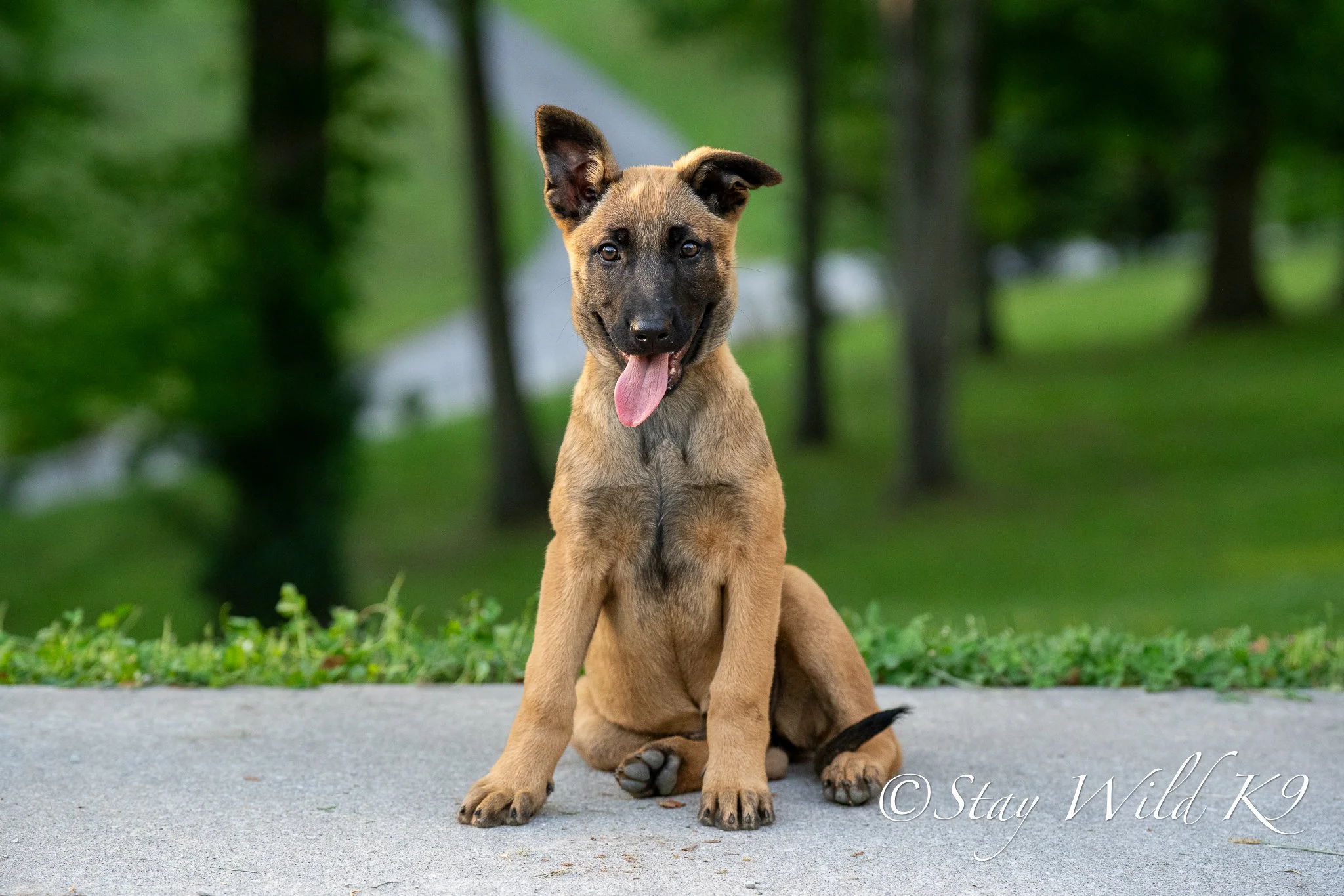Nala - 12 Weeks.jpg