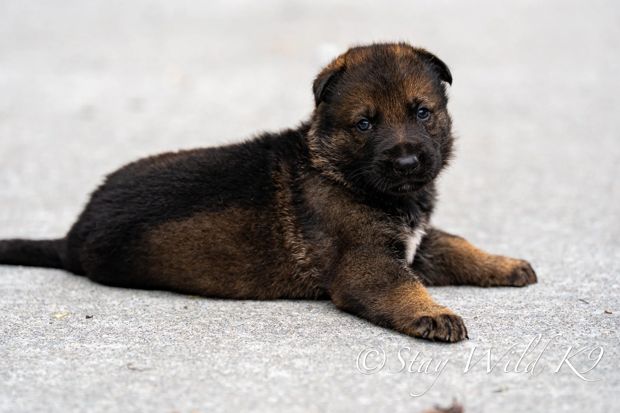 BLUEPLitter-4Weeks-61.jpg