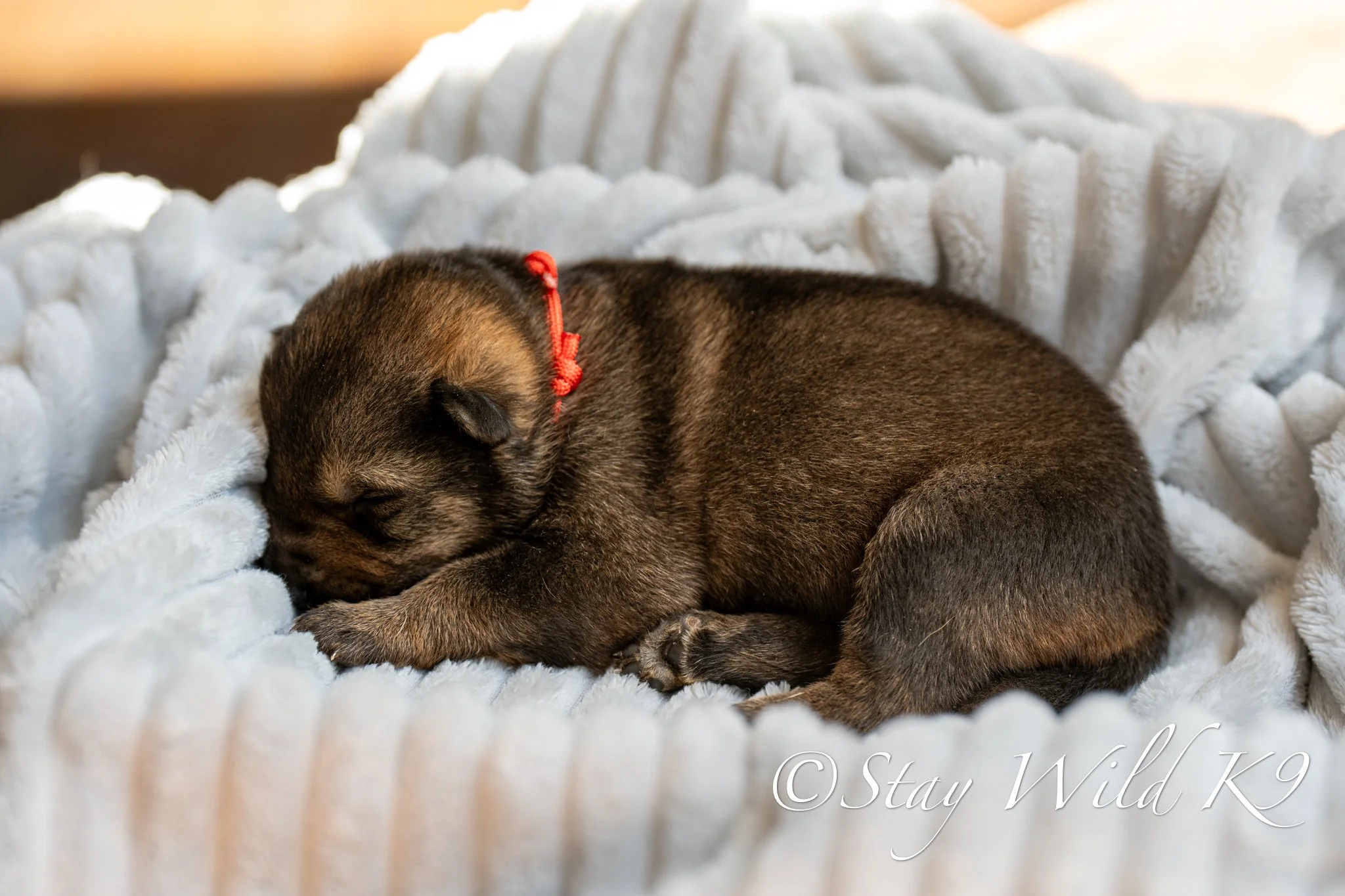 PLitter1.5Weeks-37.jpg
