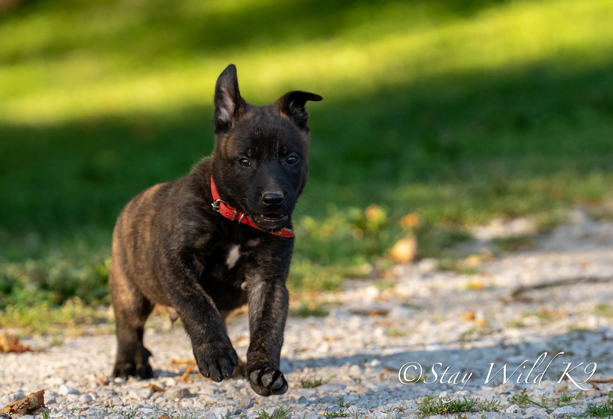 RED O Litter - 6 Weeks.jpg
