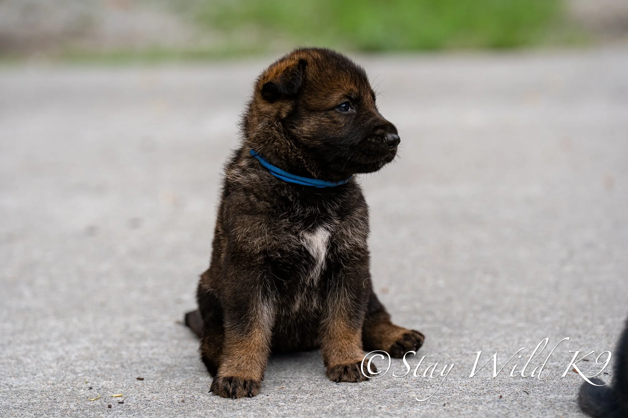 BLUEPLitter-4Weeks-63.jpg