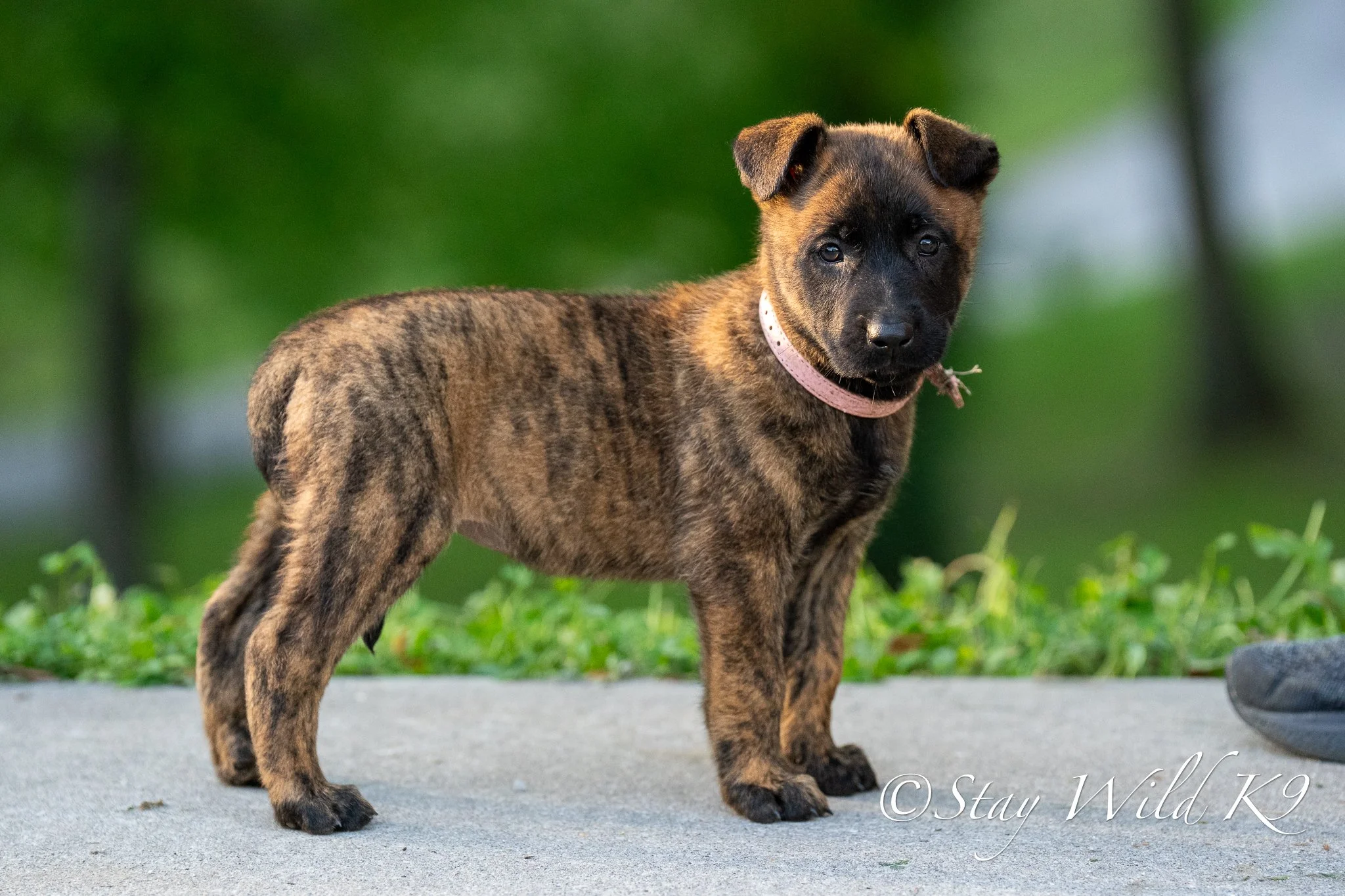 PINK O Litter - 6 Weeks.jpg