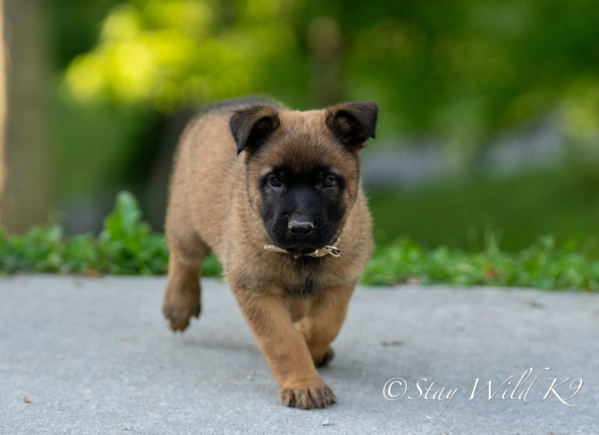SILVER O Litter - 6 Weeks.jpg