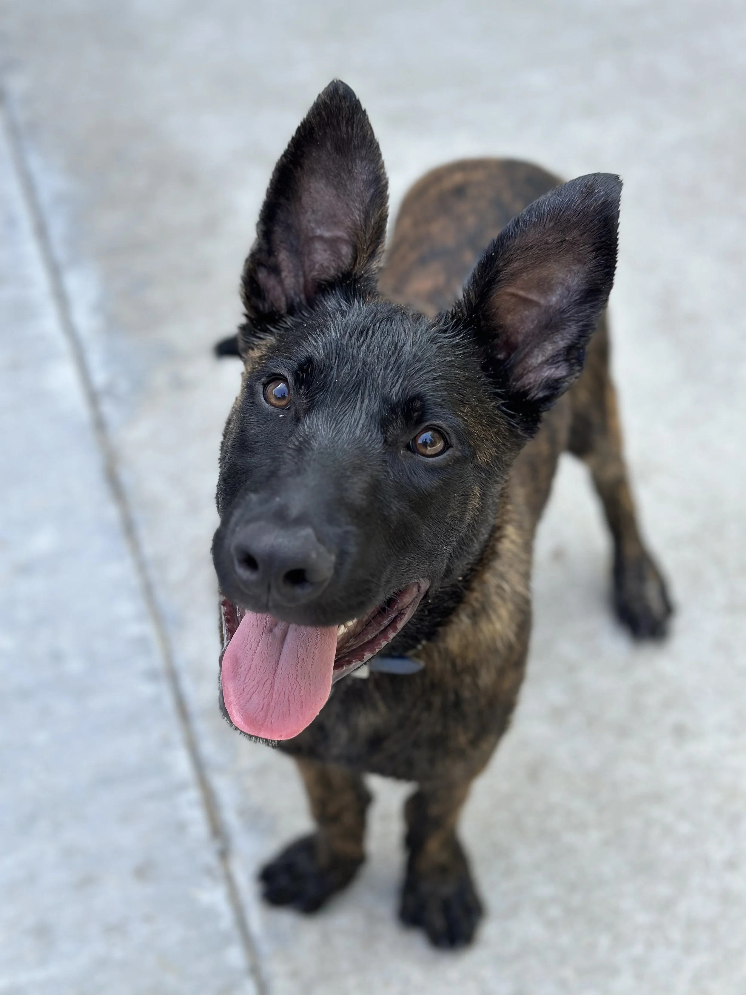 Why Every Working Line Puppy Needs a Training Community