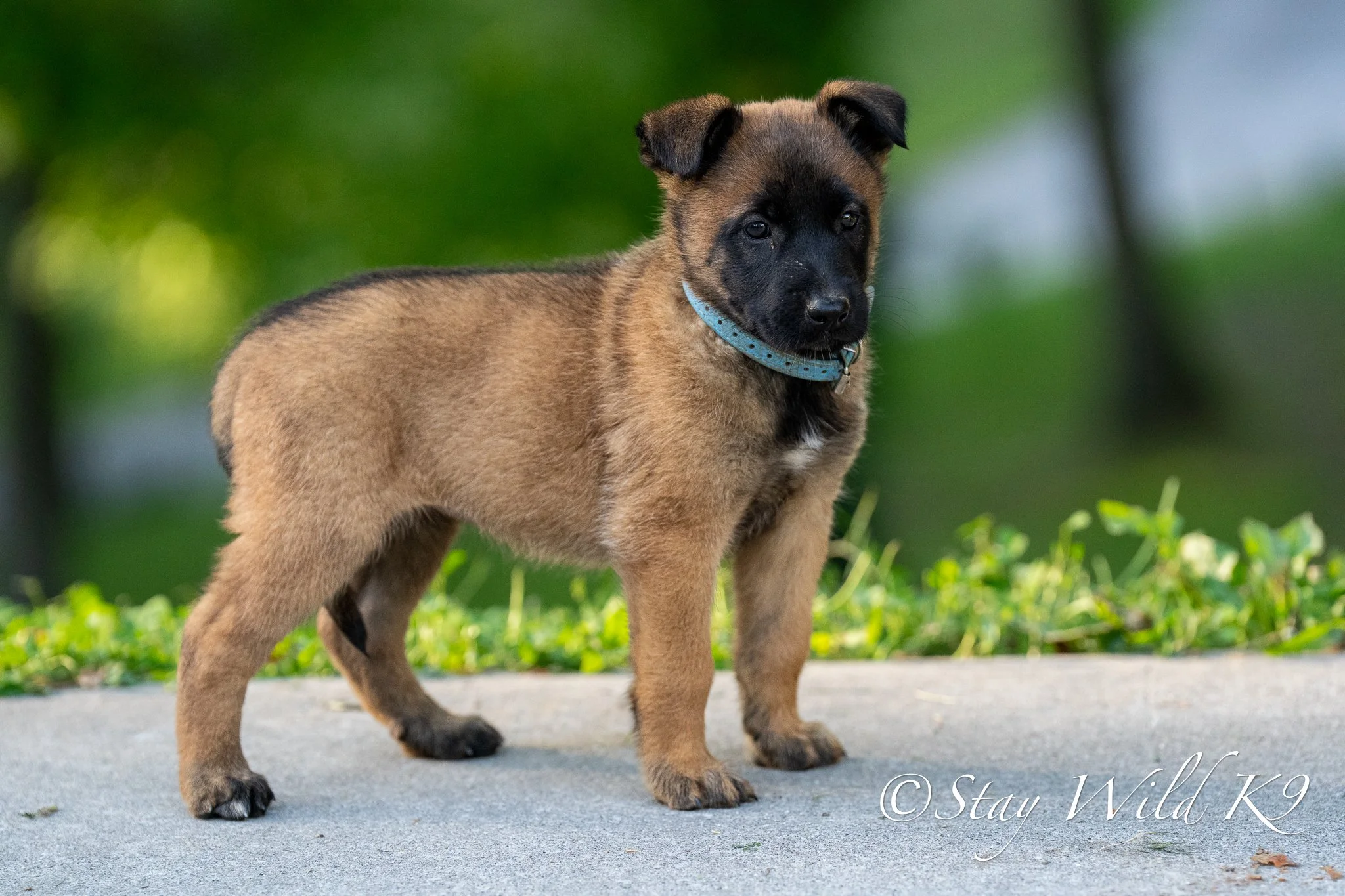 BLUE O Litter - 6 Weeks.jpg