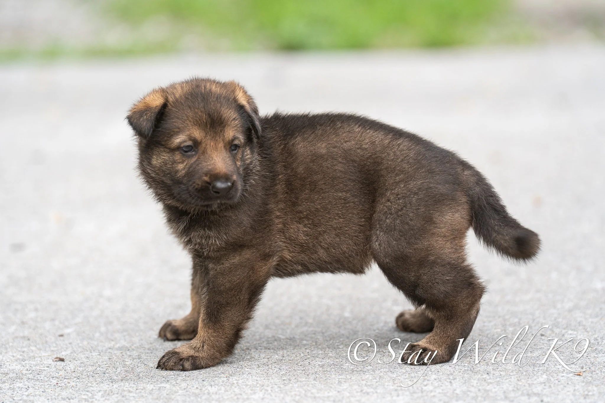 ORANGEPLitter-4Weeks-50.jpg