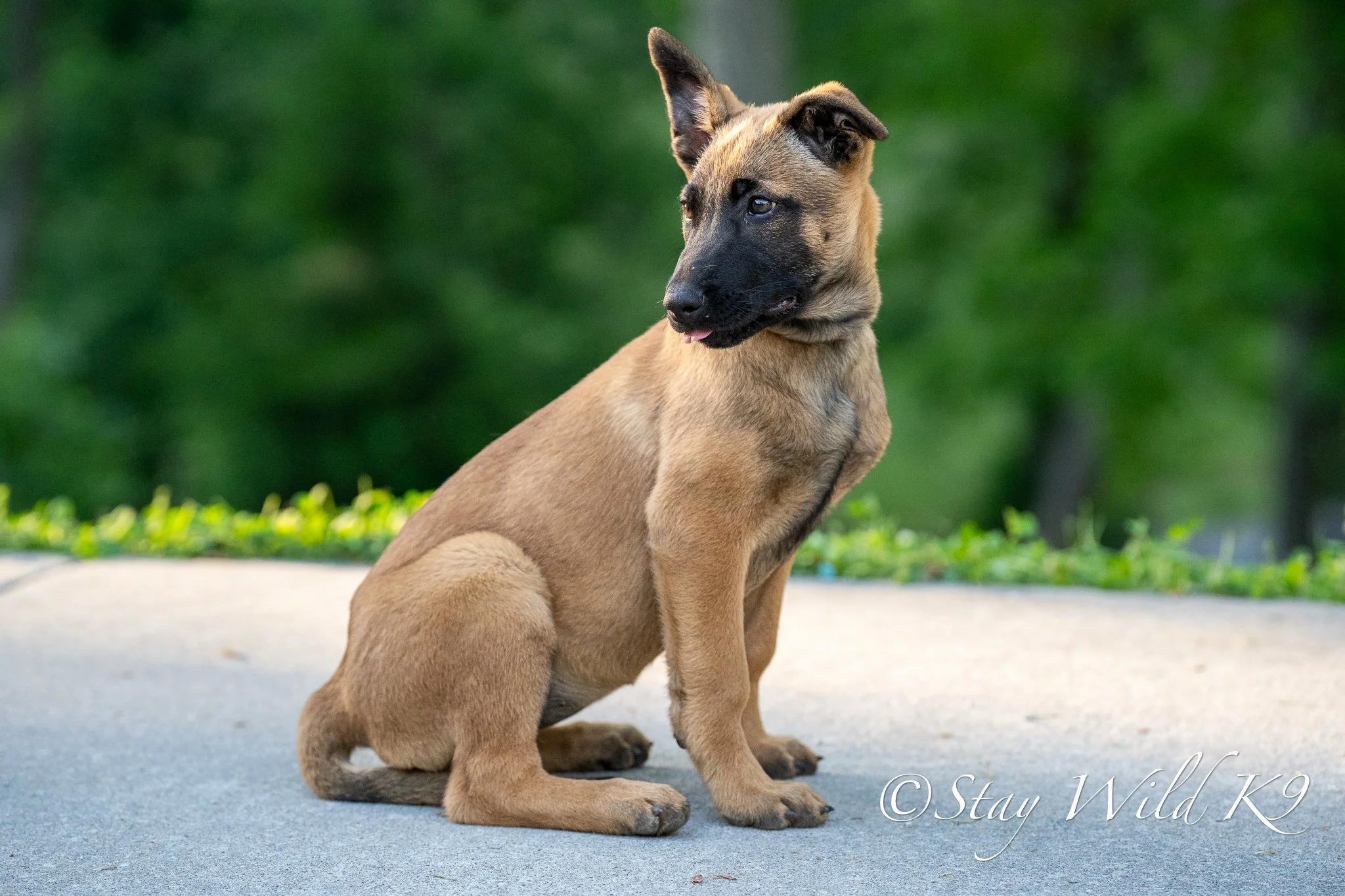 Nala - 12 Weeks.jpg