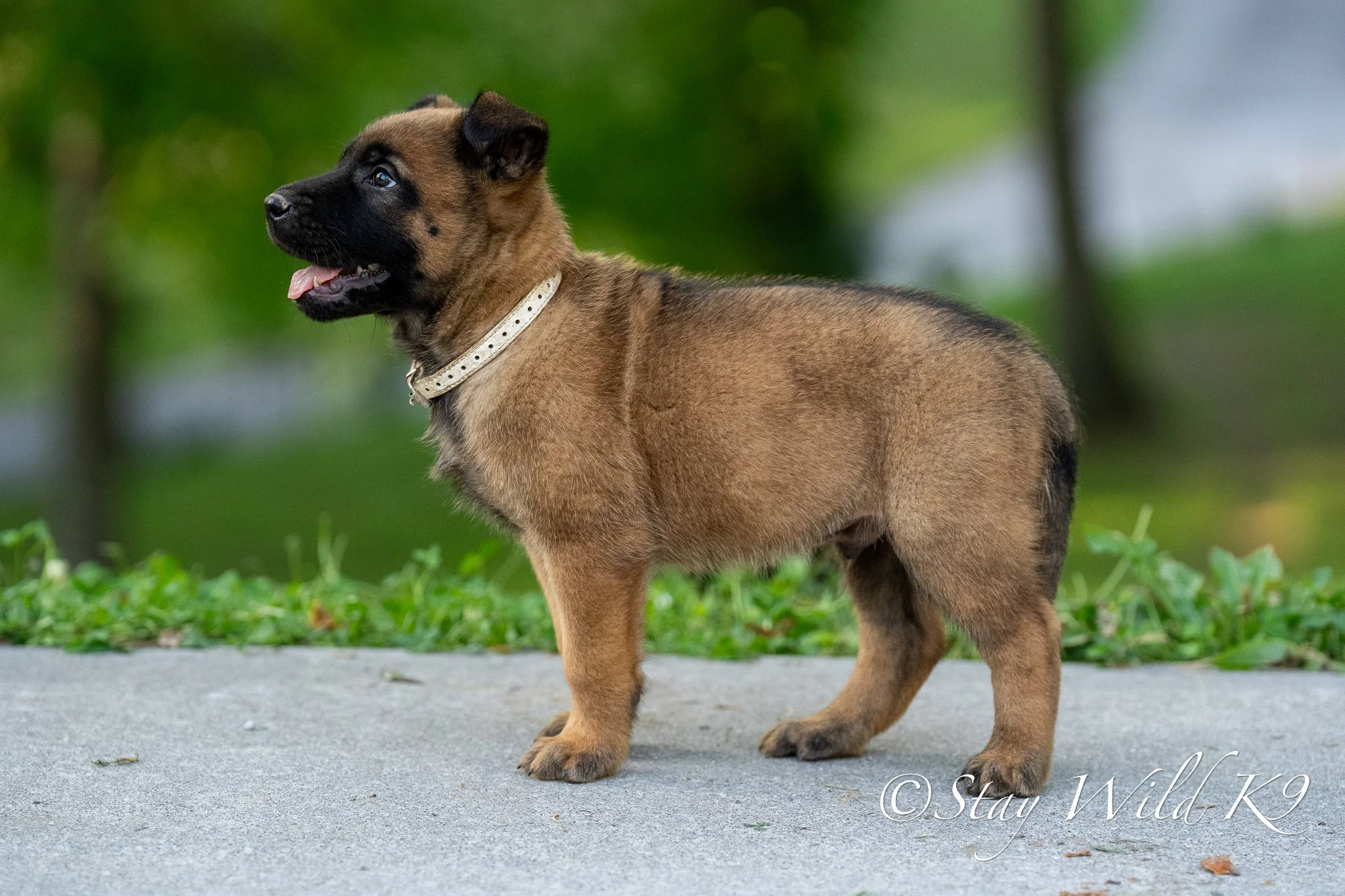 SILVER O Litter - 6 Weeks.jpg