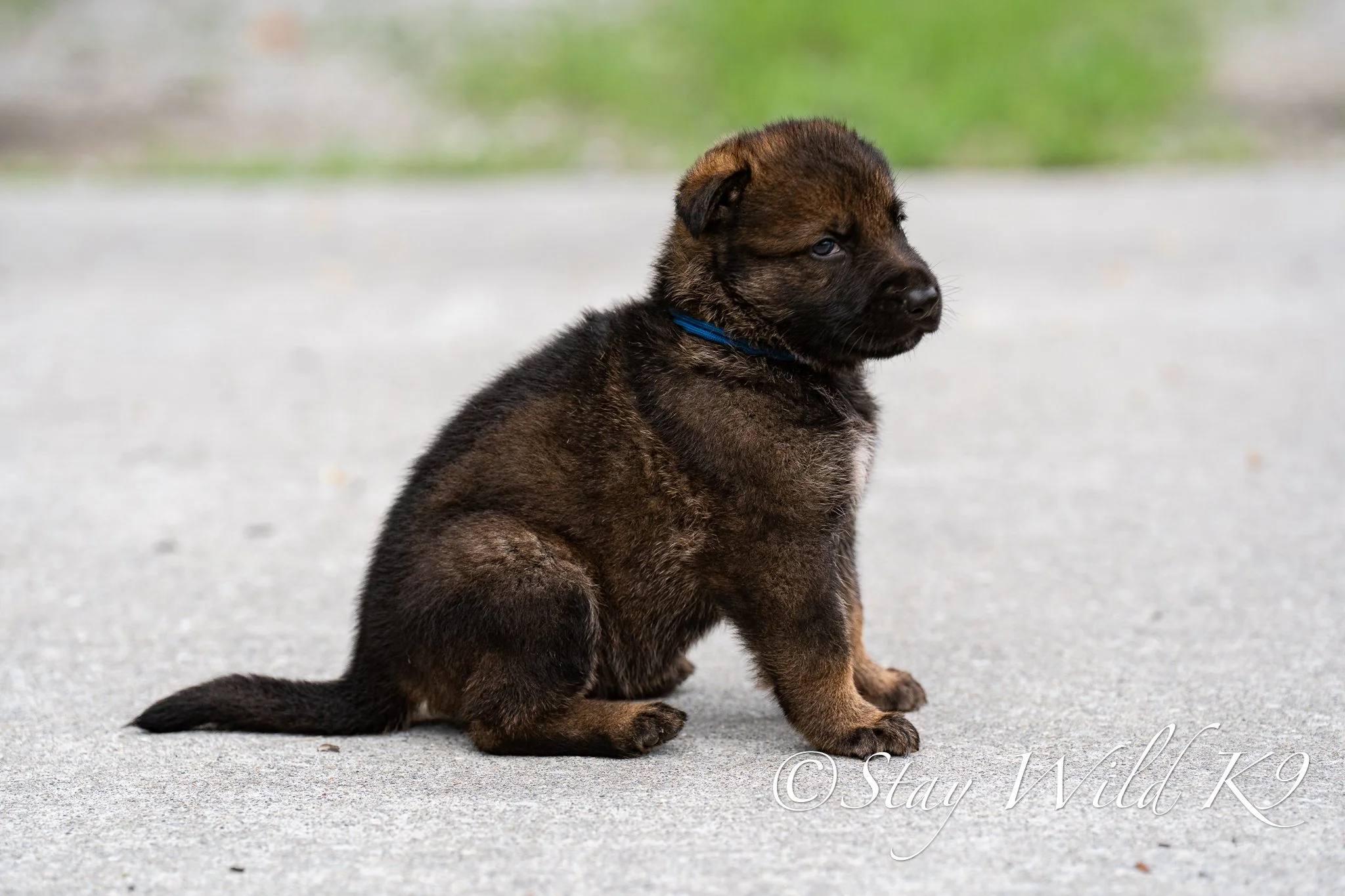 BLUEPLitter-4Weeks-64.jpg