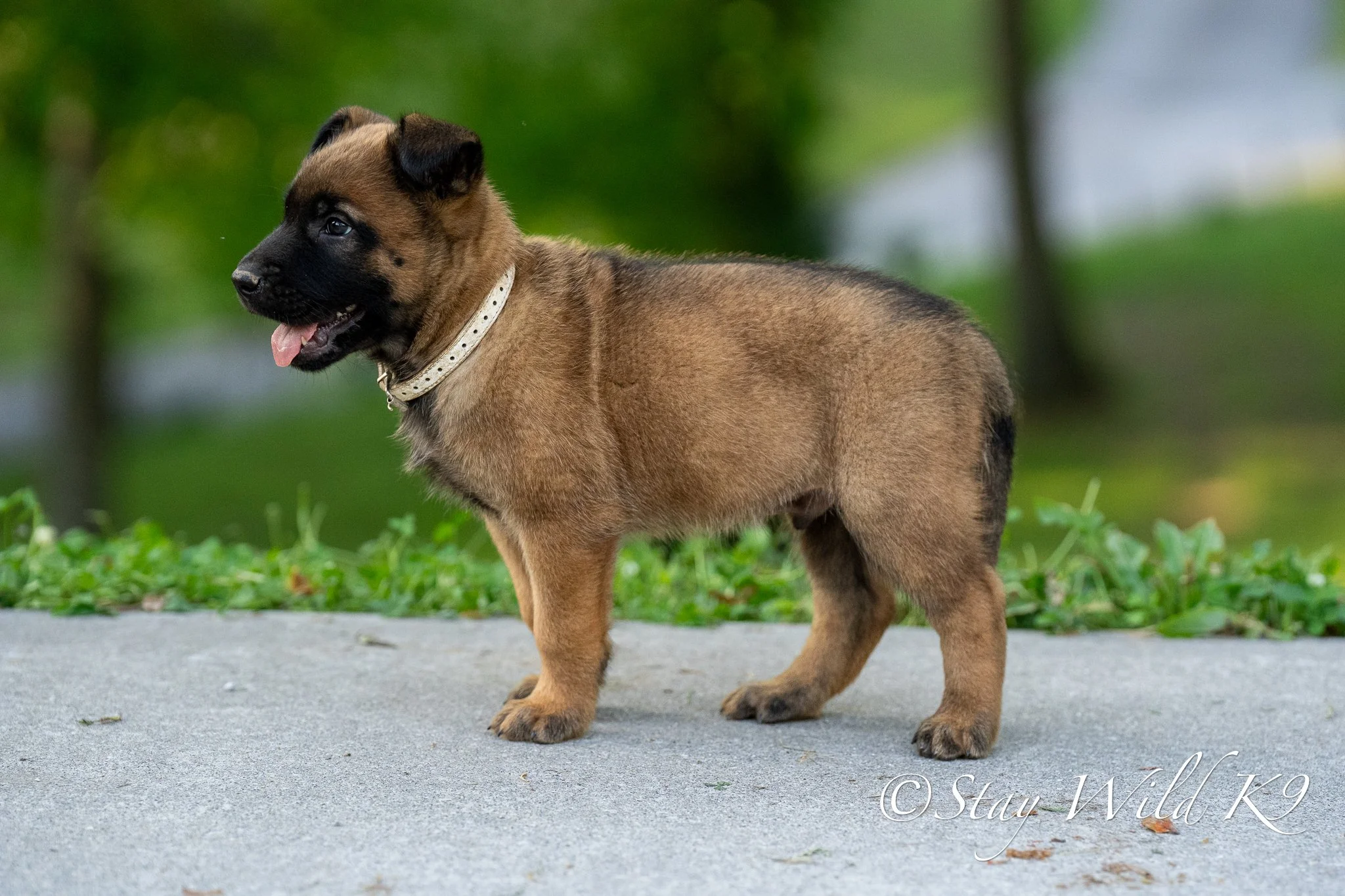 SILVER O Litter - 6 Weeks.jpg
