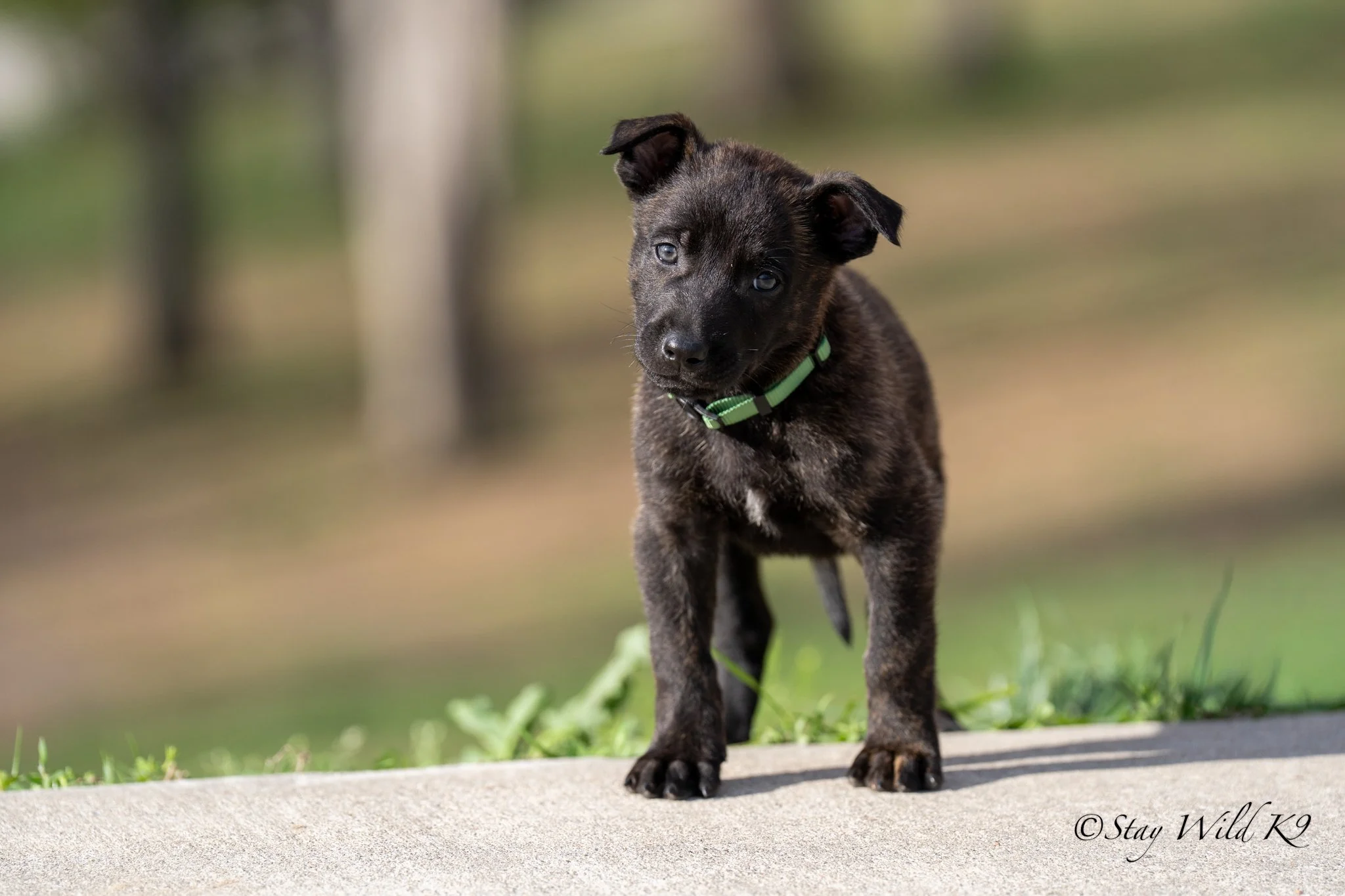A brindle-coated dog with a muscular build and pointed ears sitting on grass in a park with trees in the background.