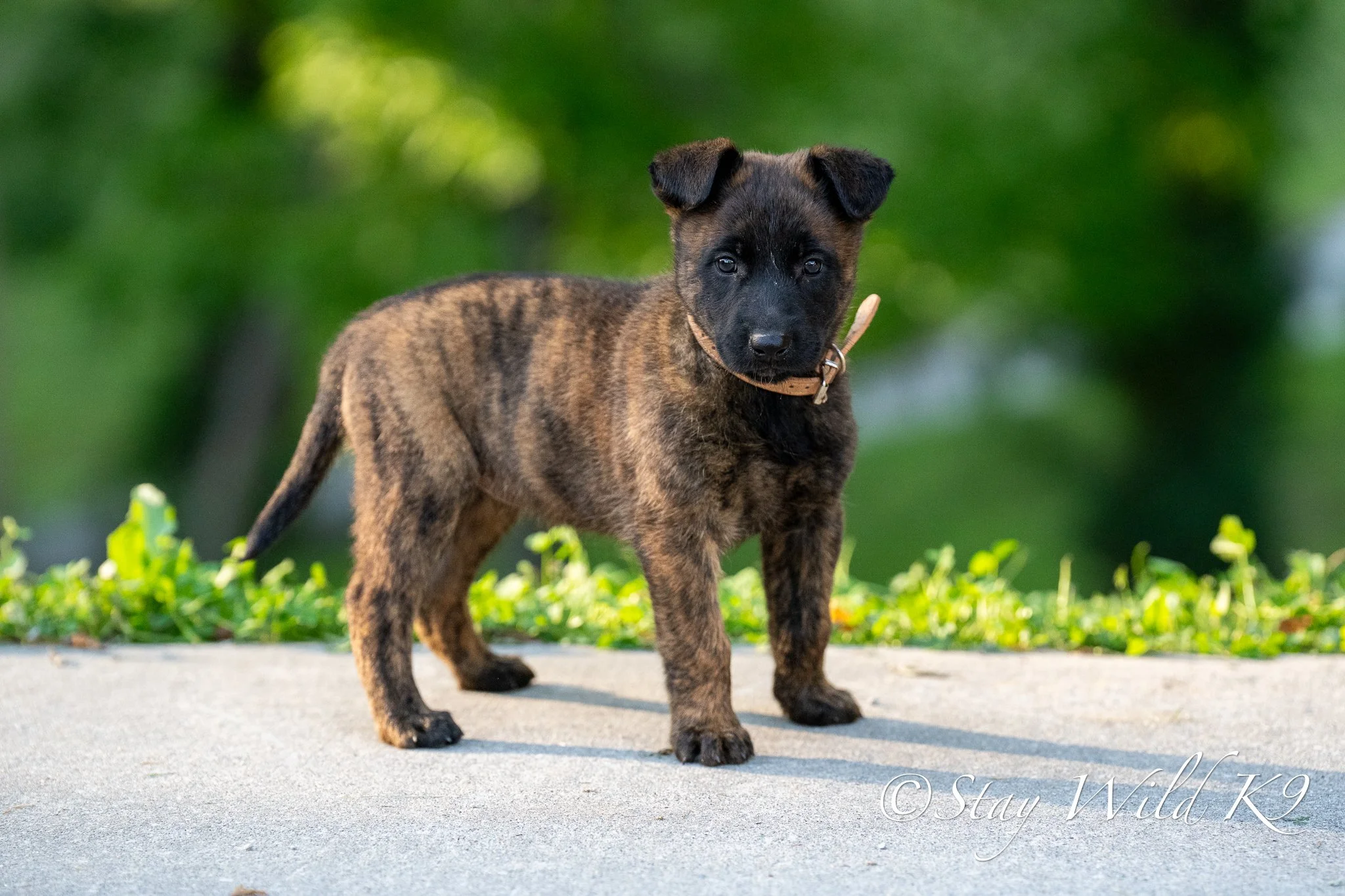 BROWN O Litter - 6 Weeks.jpg