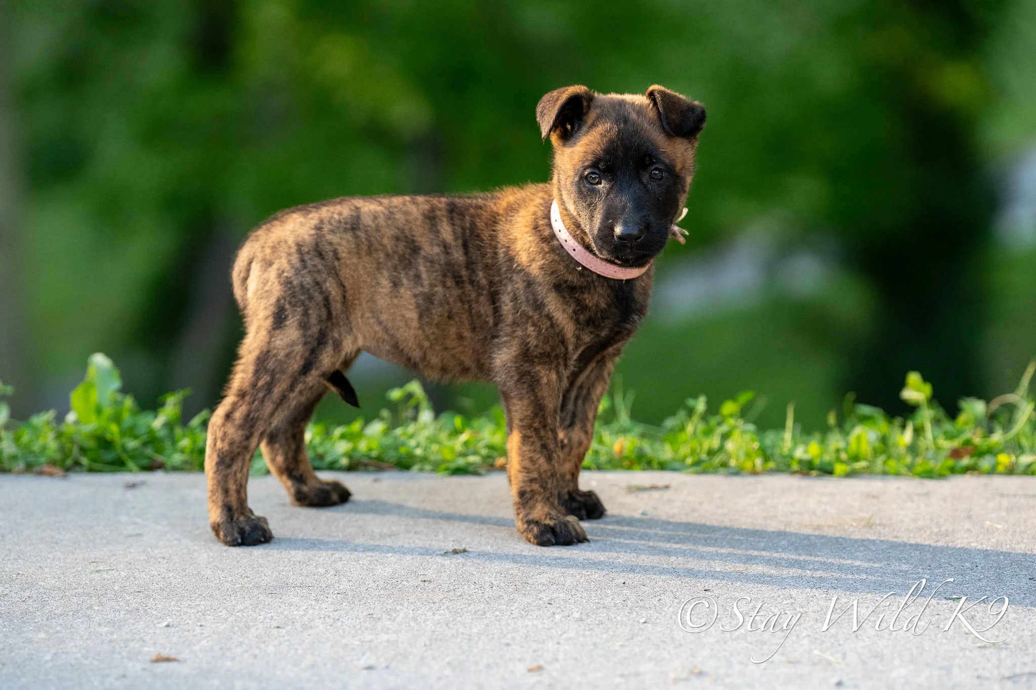 PINK O Litter - 6 Weeks.jpg