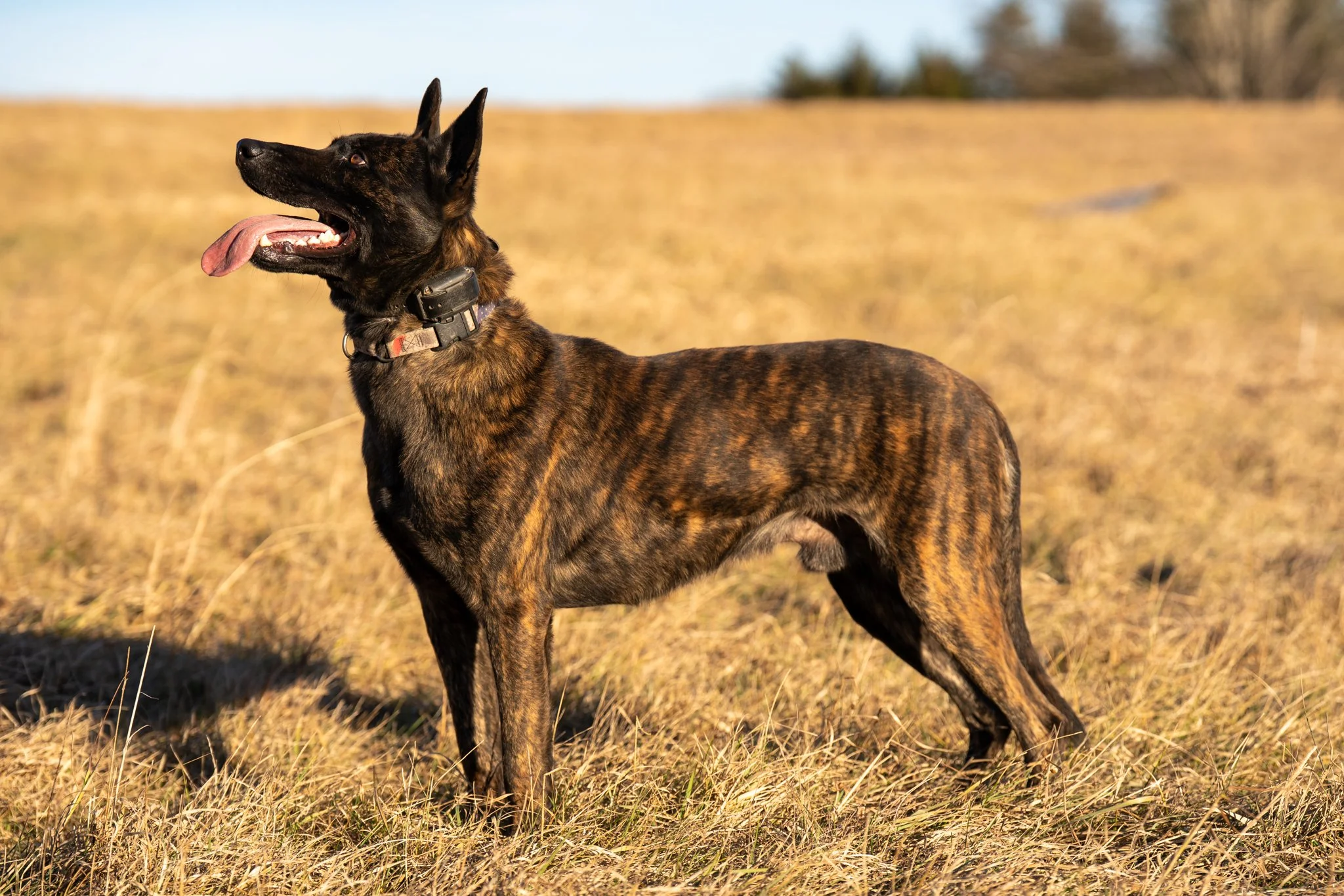 A brindle-coated dog standing outdoors on a grassy area with trees in the background.
