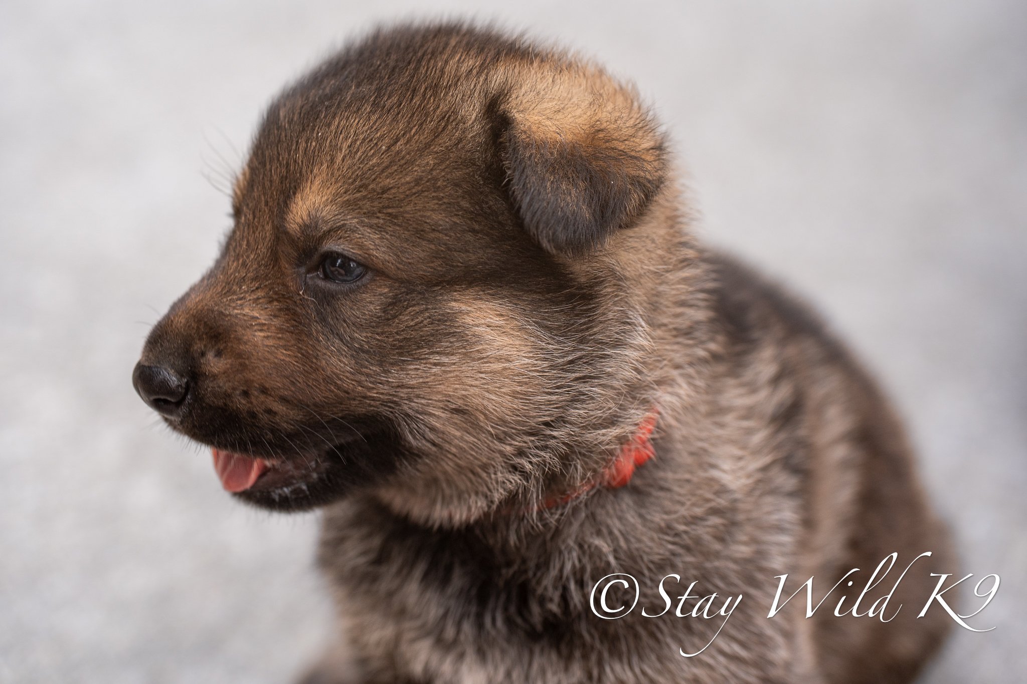 REDPLitter-4Weeks-58.jpg