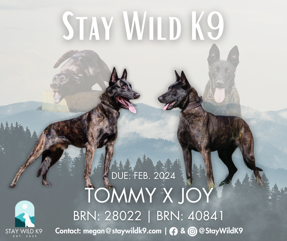 Tommy x Joy Breeding Annoucement.png