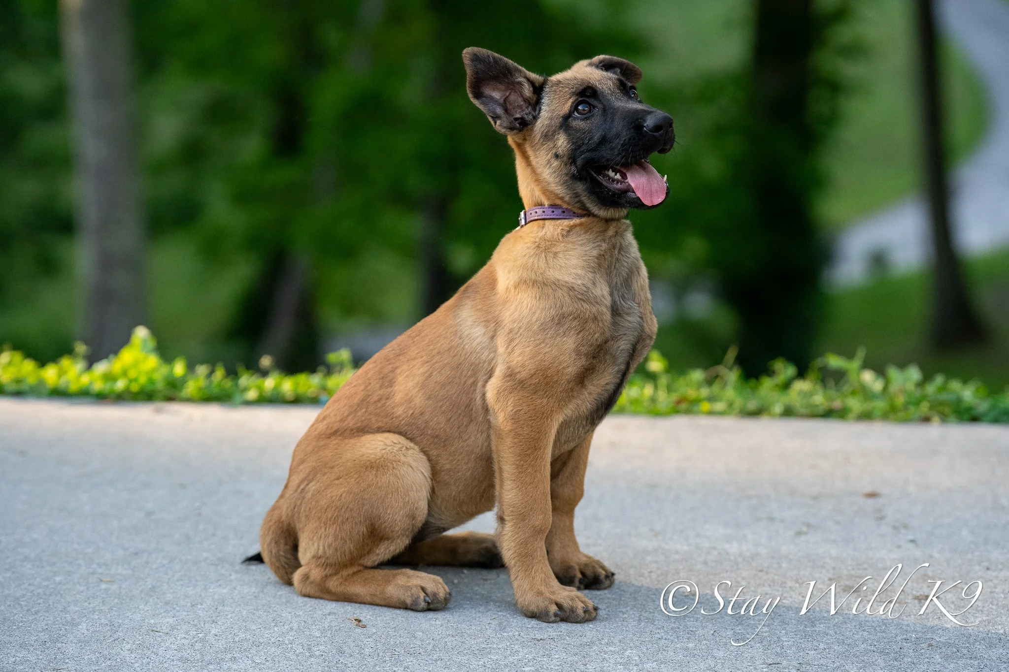 Nala - 12 Weeks.jpg
