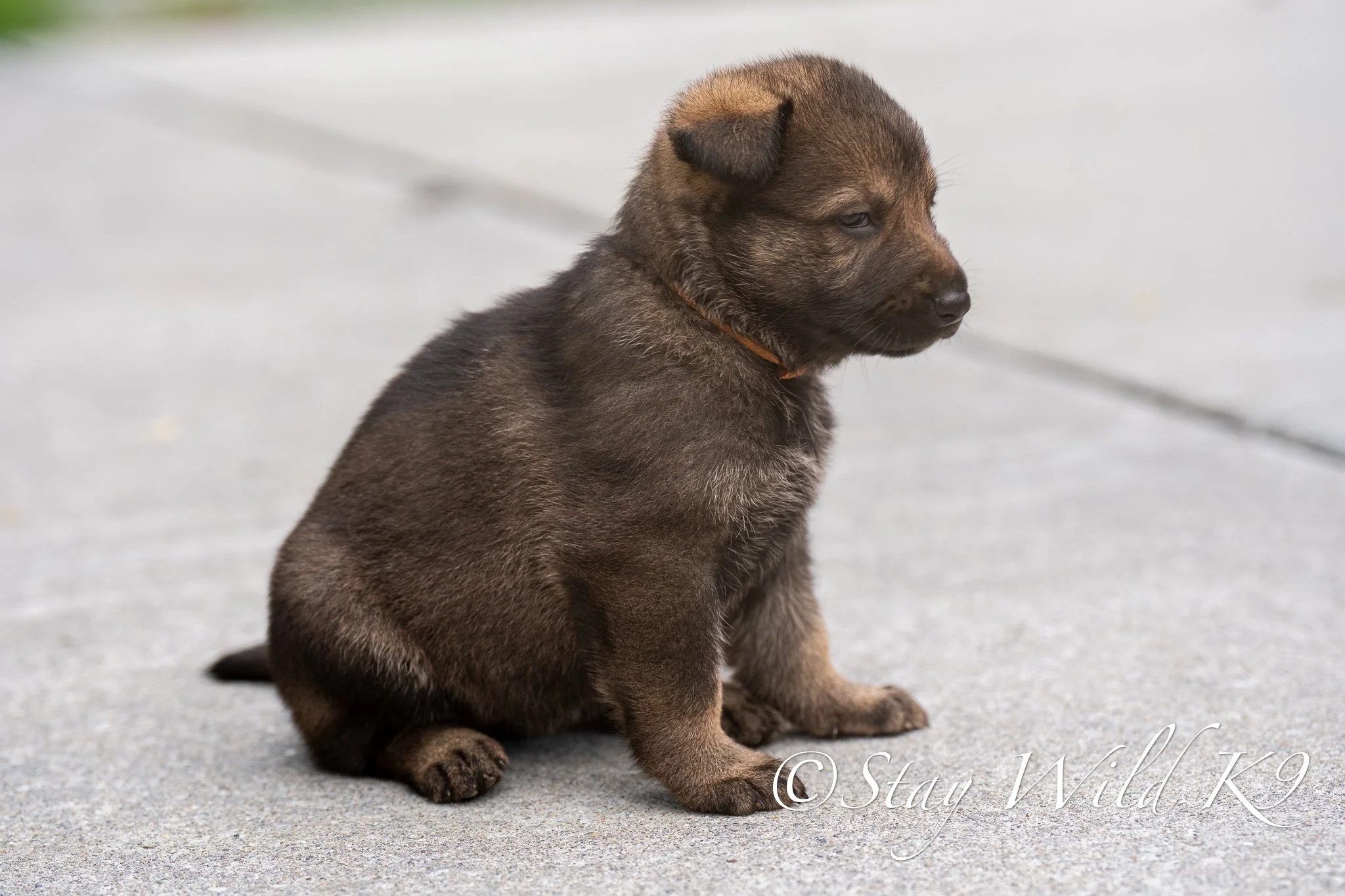 ORANGEPLitter-4Weeks-56.jpg
