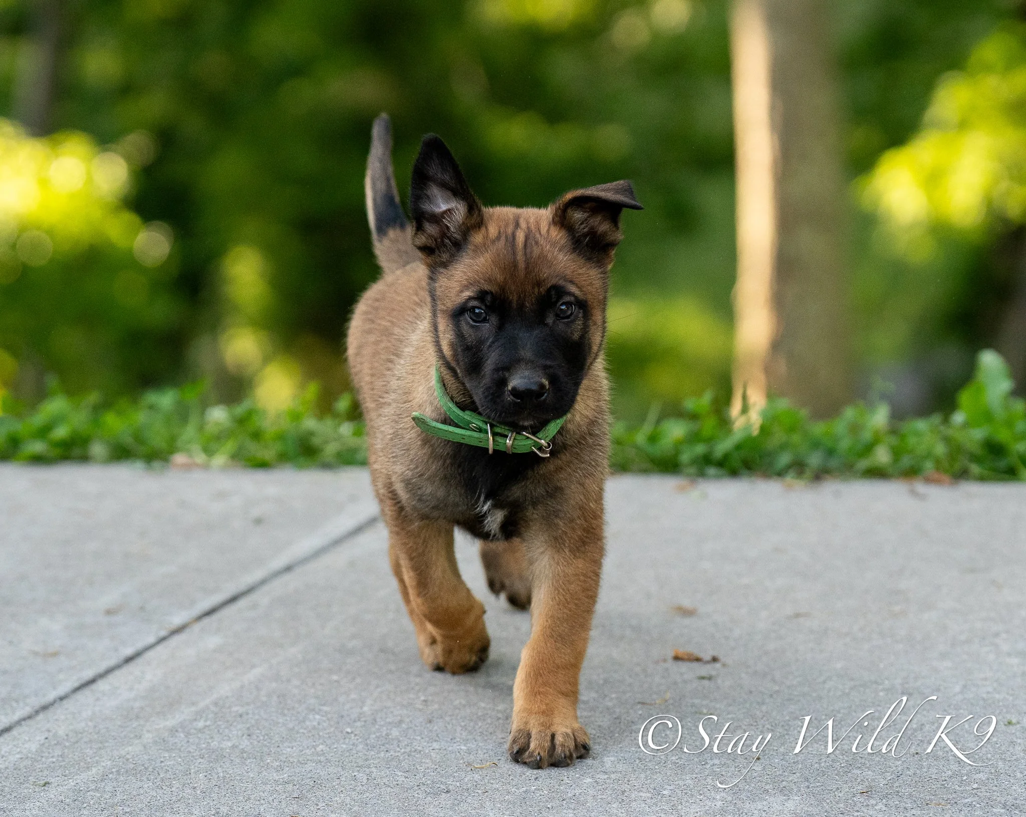GREEN O Litter - 6 Weeks.jpg