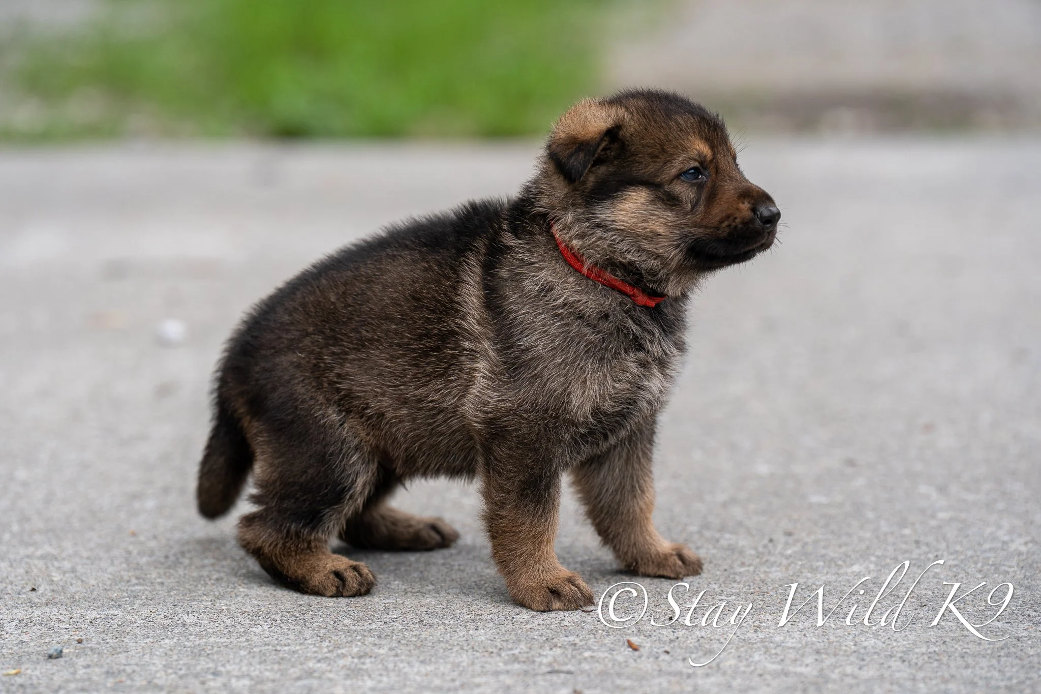 REDPLitter-4Weeks-40.jpg