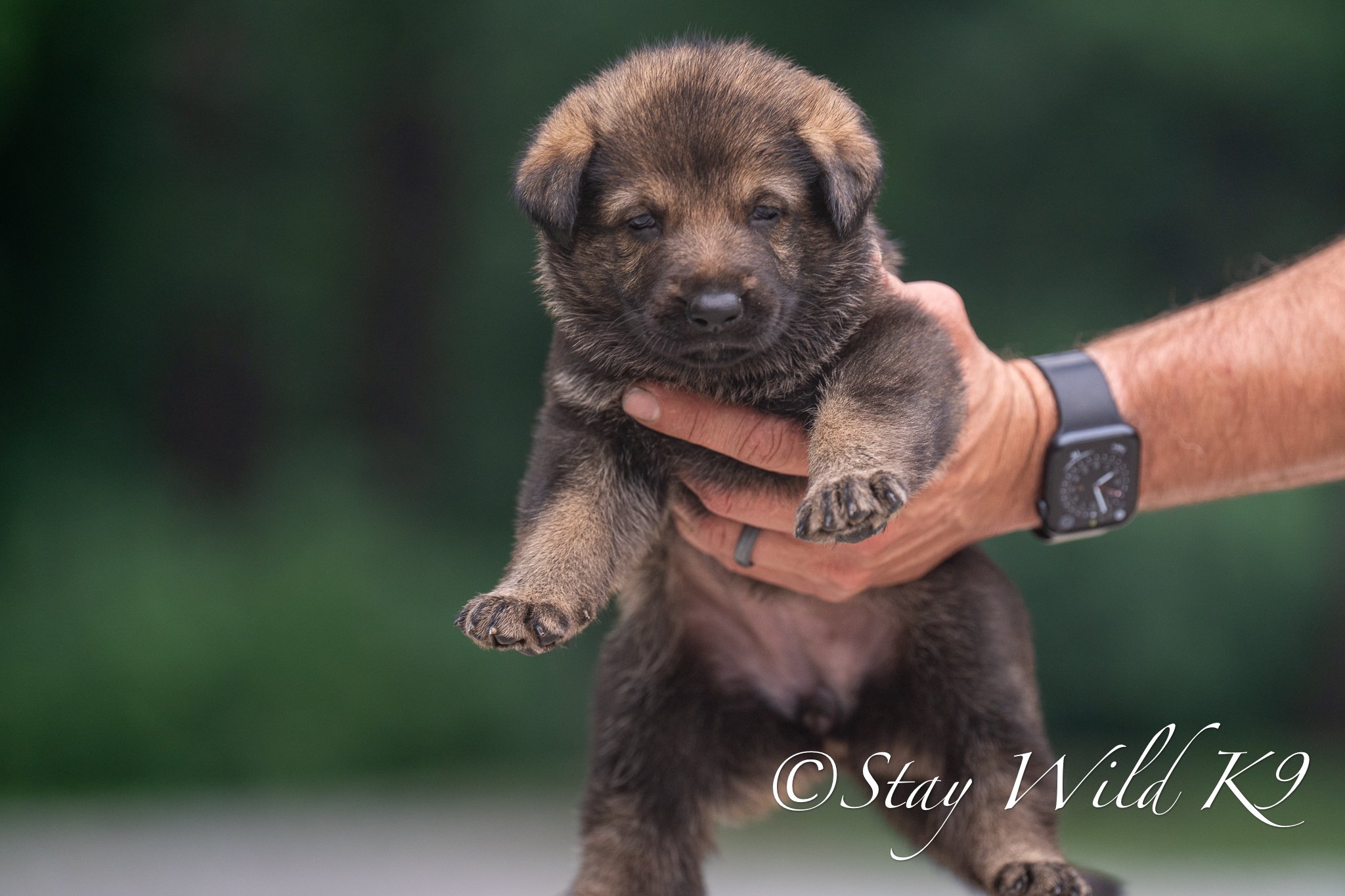 ORANGEPLitter-4Weeks-53.jpg