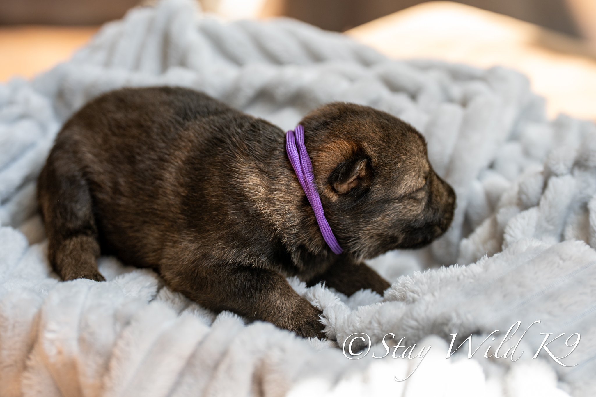 PLitter1.5Weeks-28.jpg