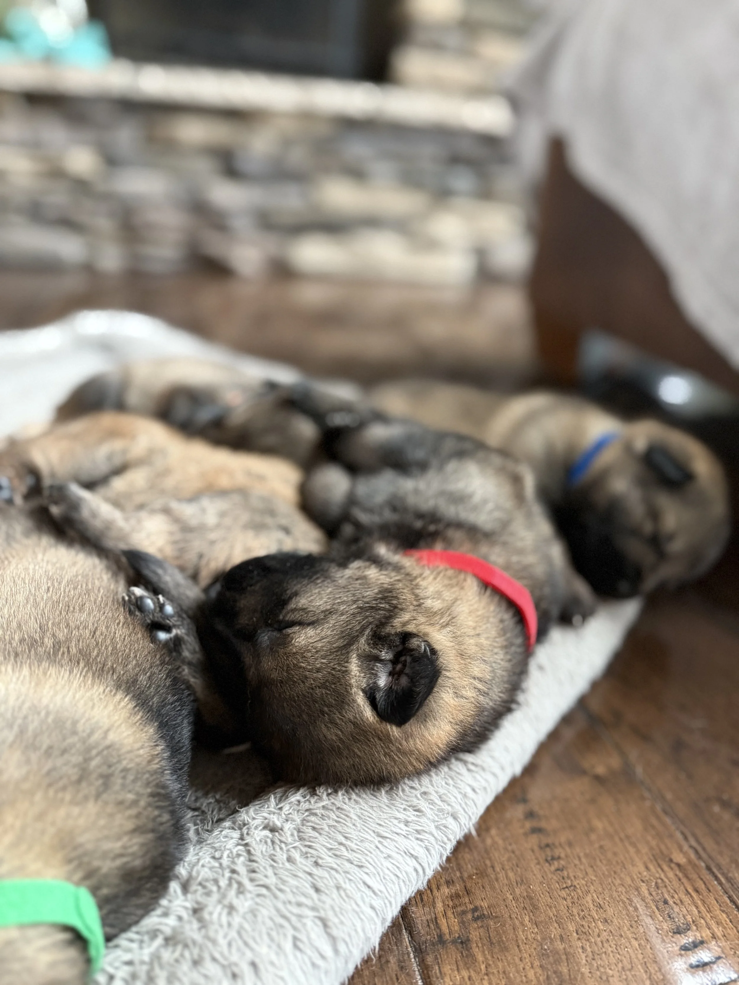 German Shepherd Puppies Sleeping