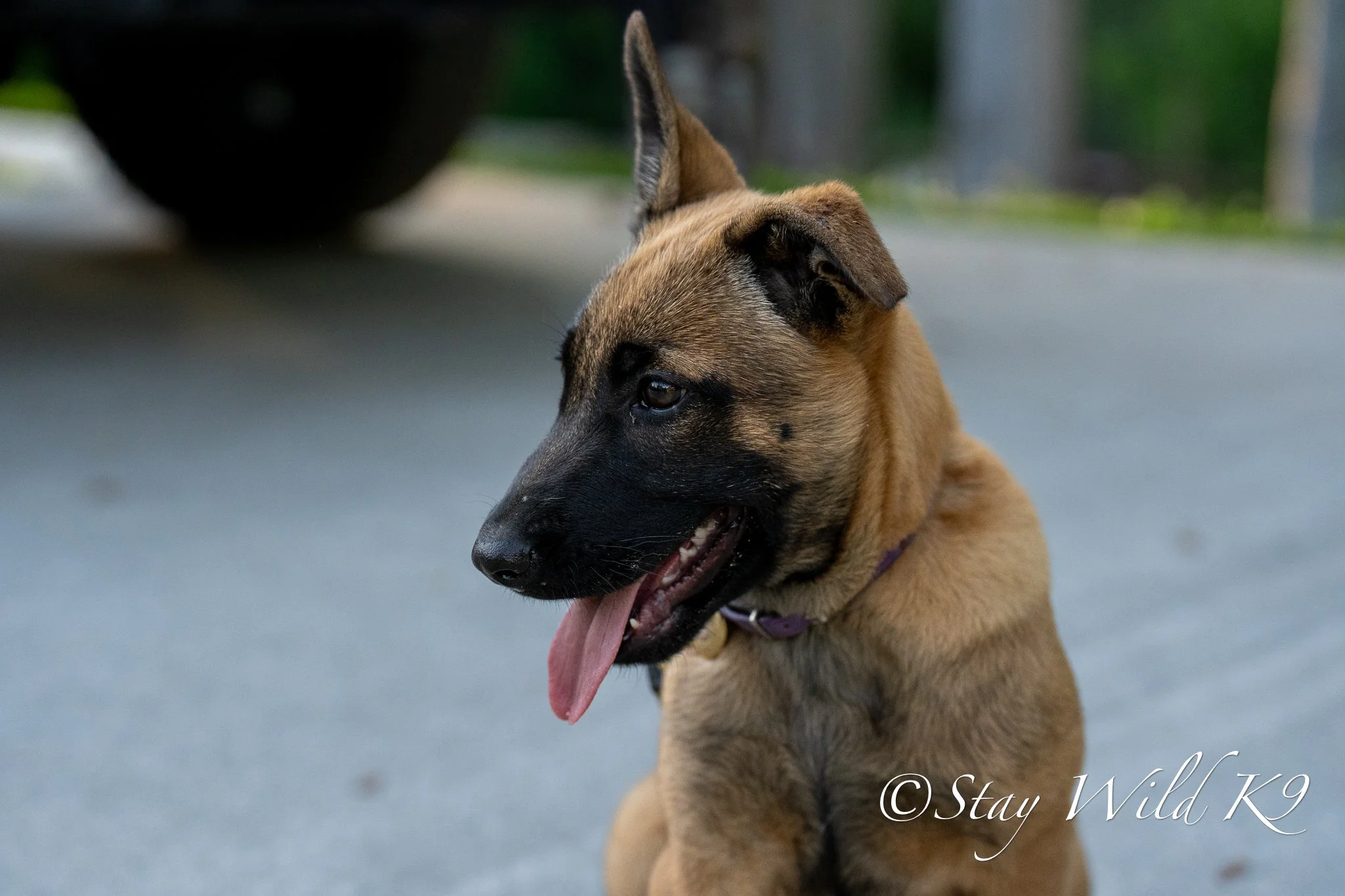 Nala - 12 Weeks.jpg