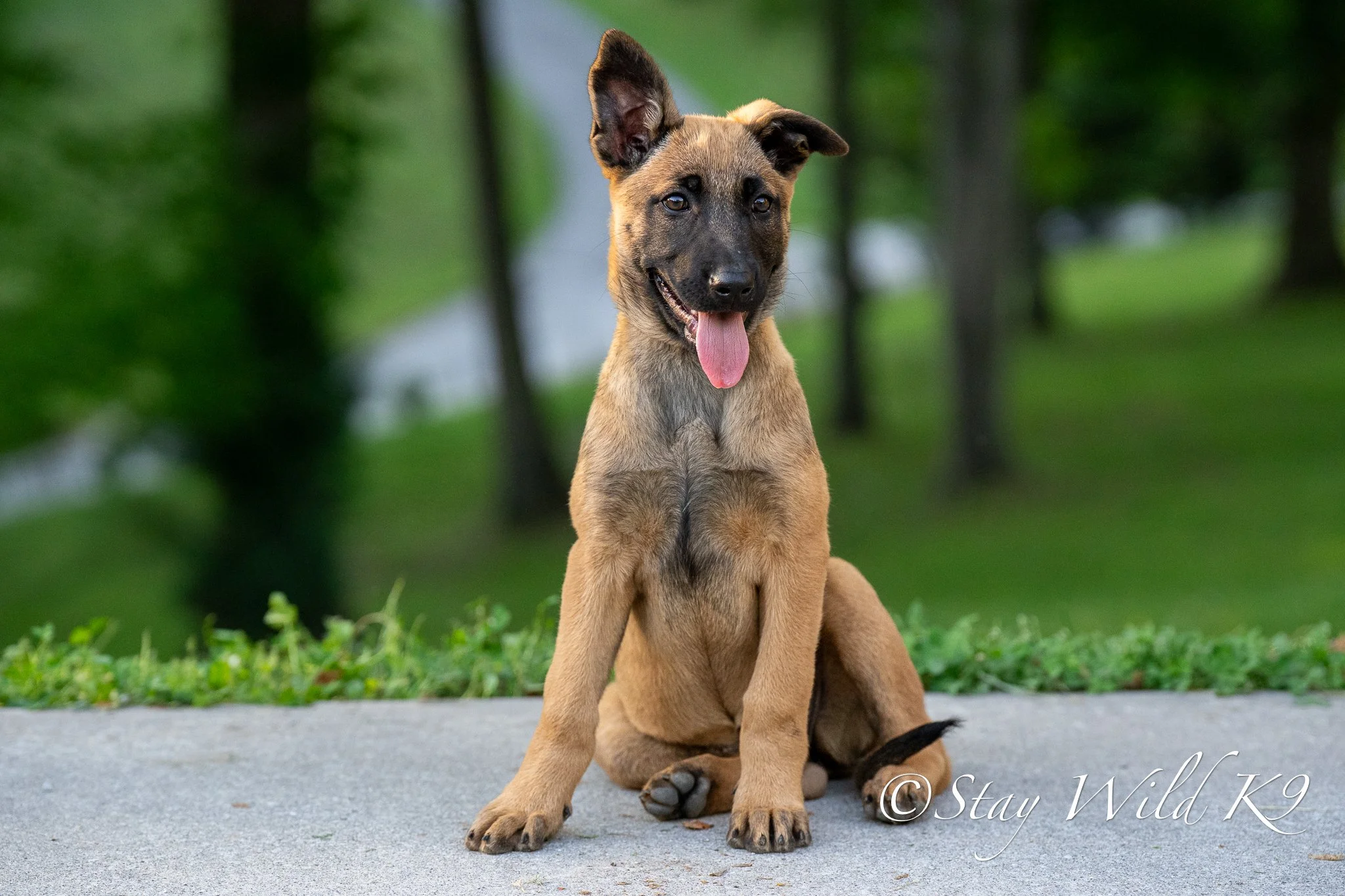 Nala - 12 Weeks.jpg