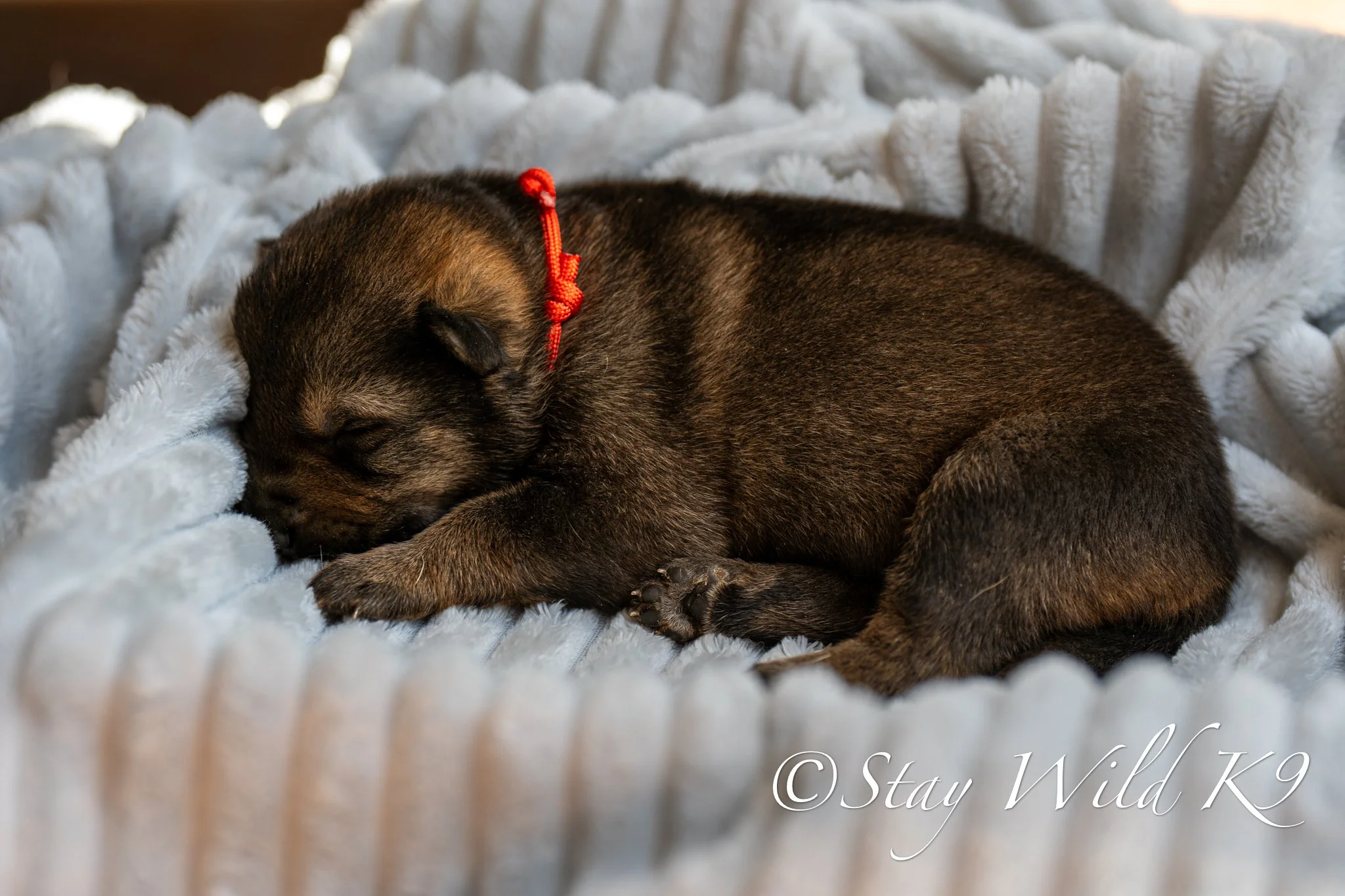 PLitter1.5Weeks-36.jpg