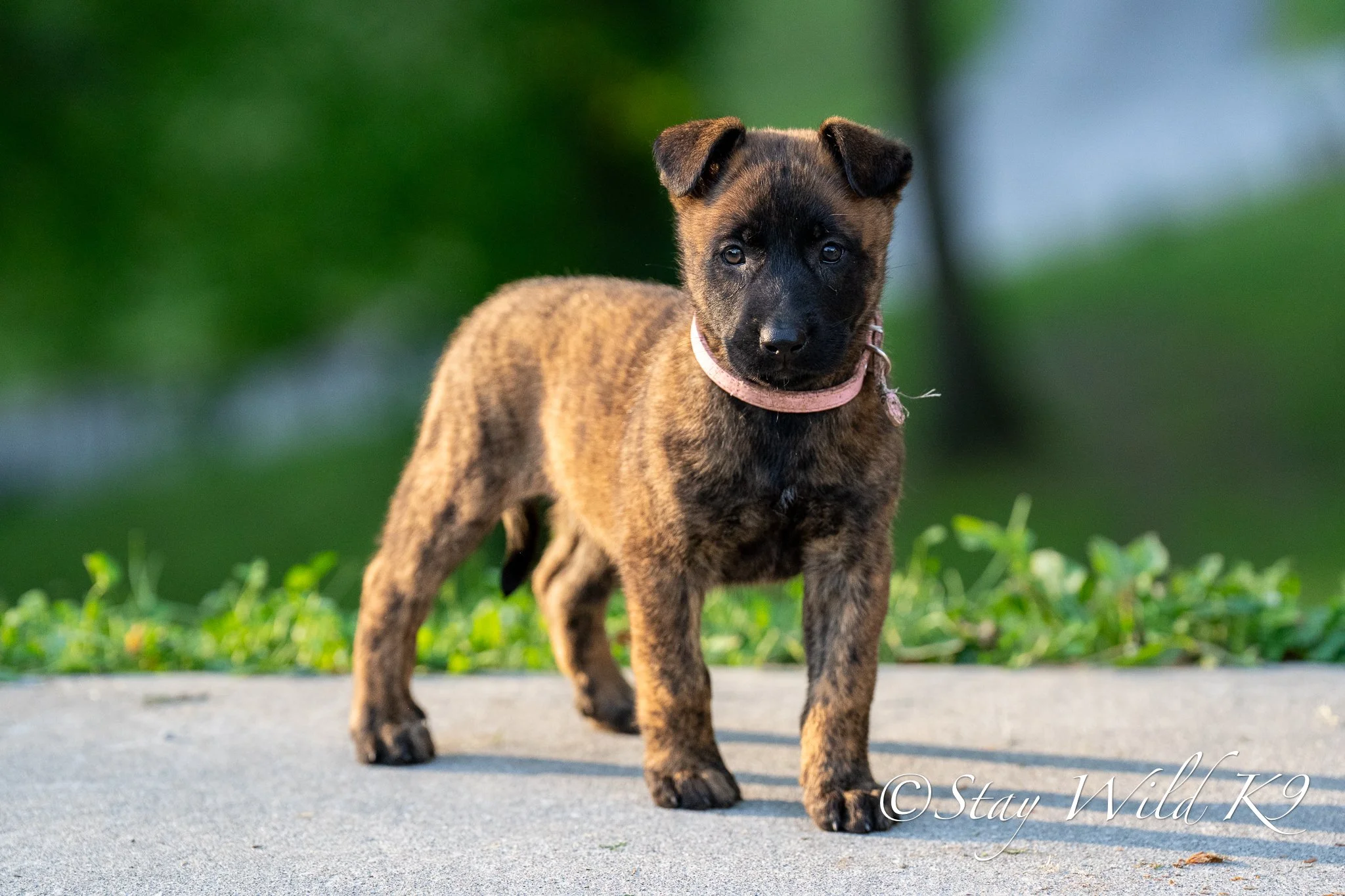 PINK O Litter - 6 Weeks.jpg