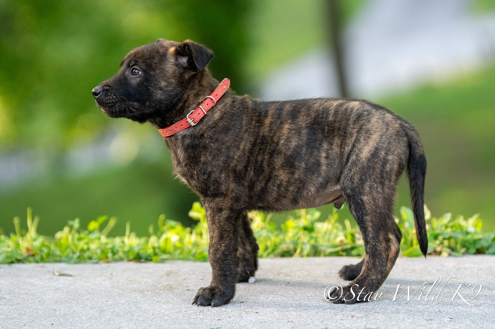 RED O Litter - 6 Weeks.jpg