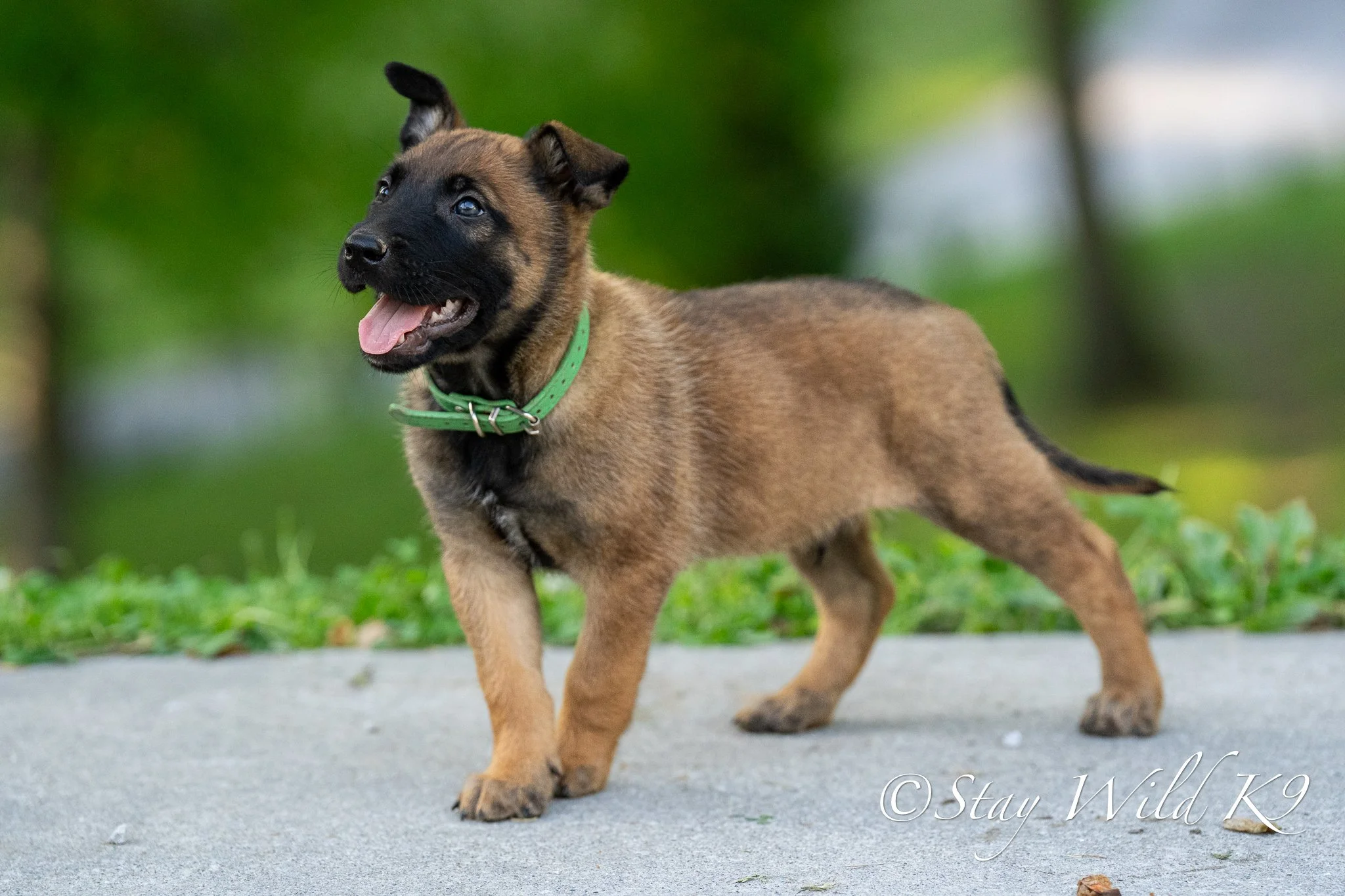 GREEN O Litter - 6 Weeks.jpg